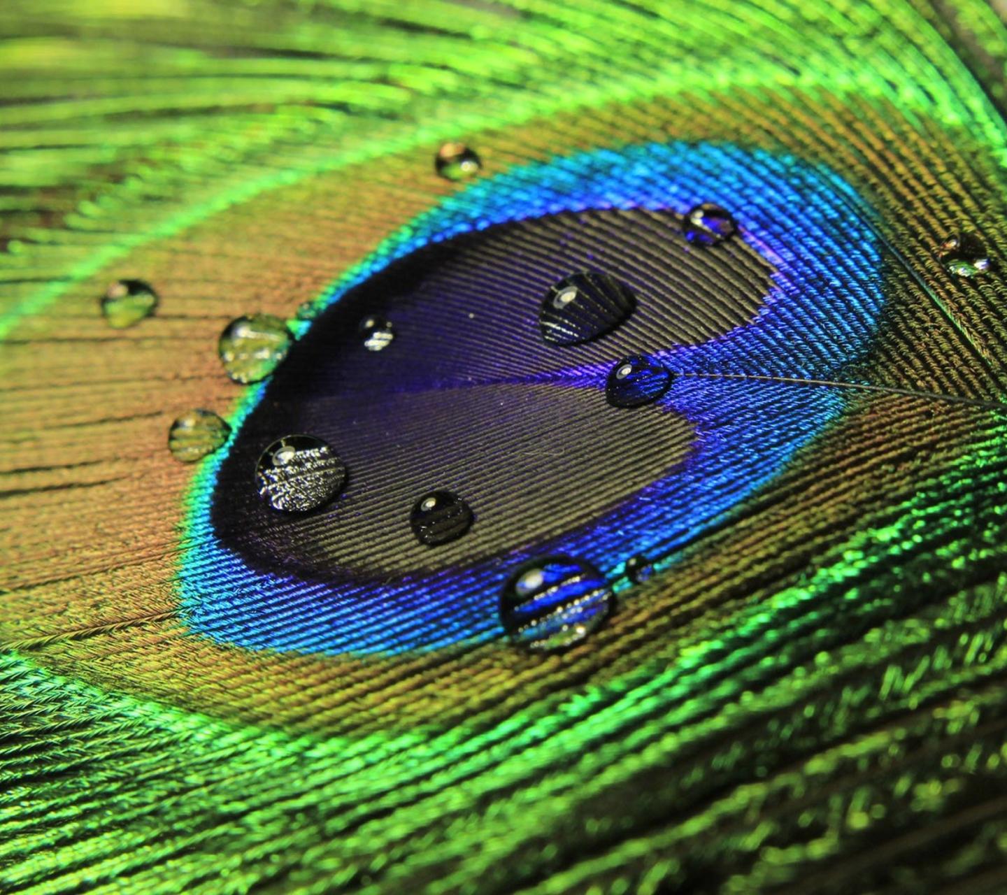 1440x1280 Peacock Feather Wallpaper for Lenovo P780
