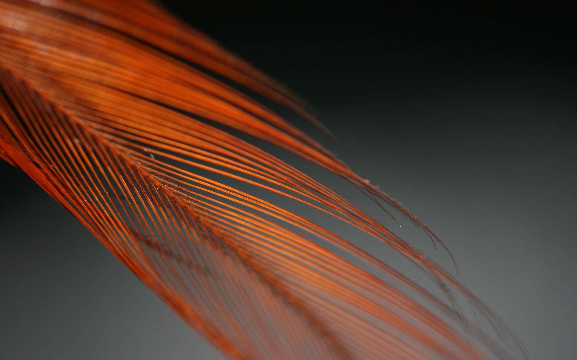 1920x1200 feather wallpaper