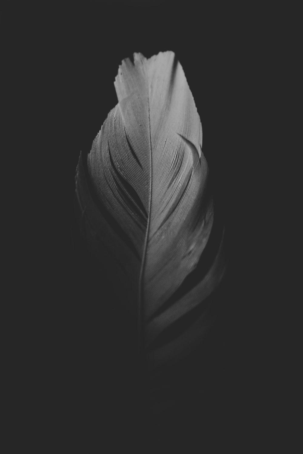 1000x1499 Feather Picture [HD]. Download Free Image