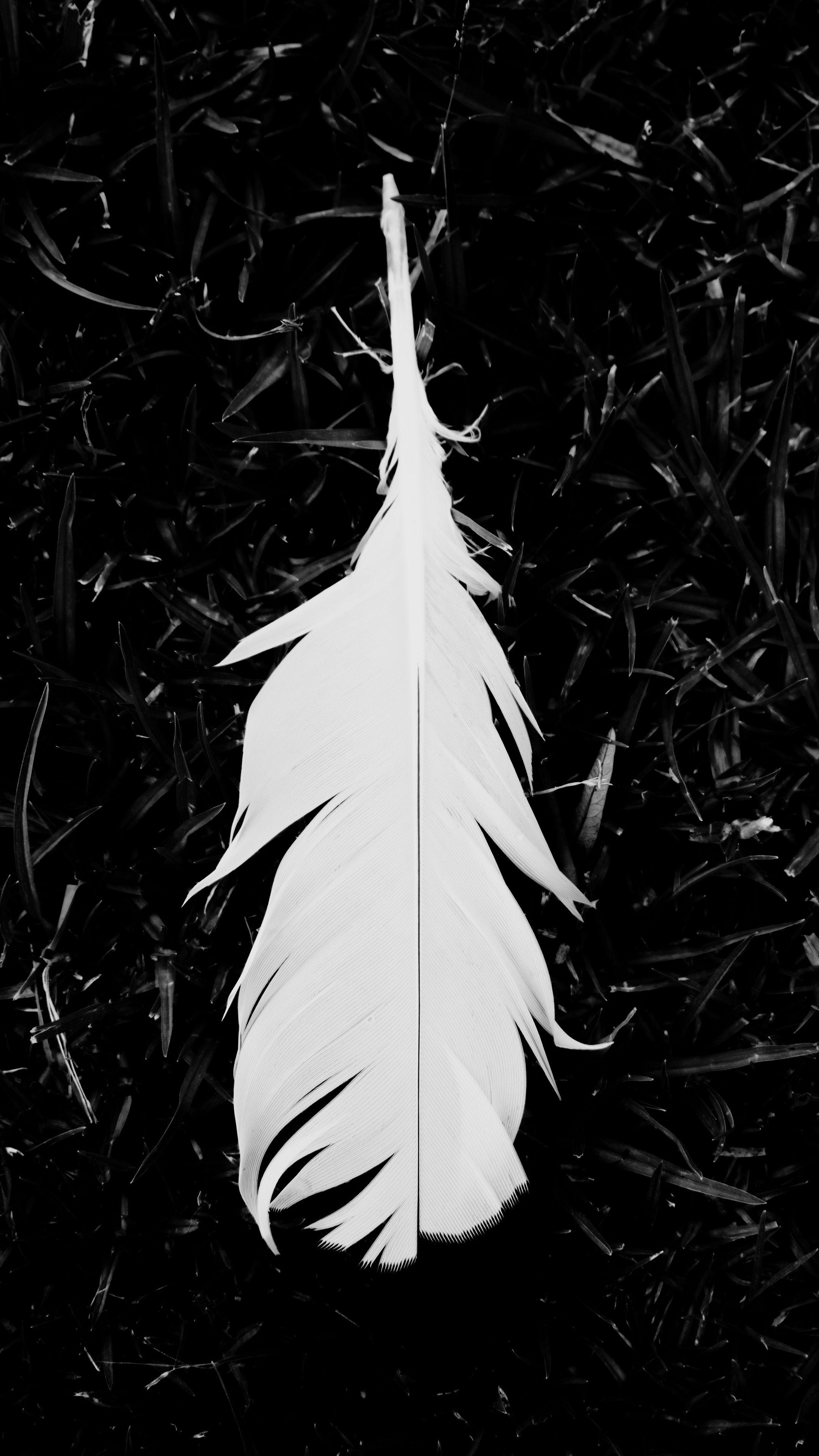 2160x3840 Download wallpaper 2160x3840 feather, bw, grass, white, lightness samsung galaxy s s note, sony xperia z, z z z htc one, lenovo vibe HD background