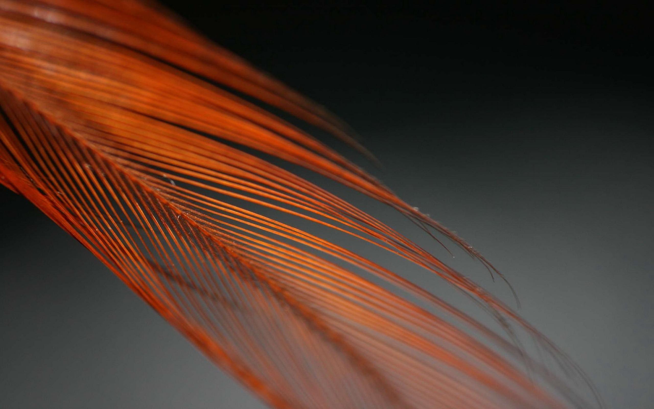 2560x1600 Feathers Wallpaper 08 - [2560x1600]