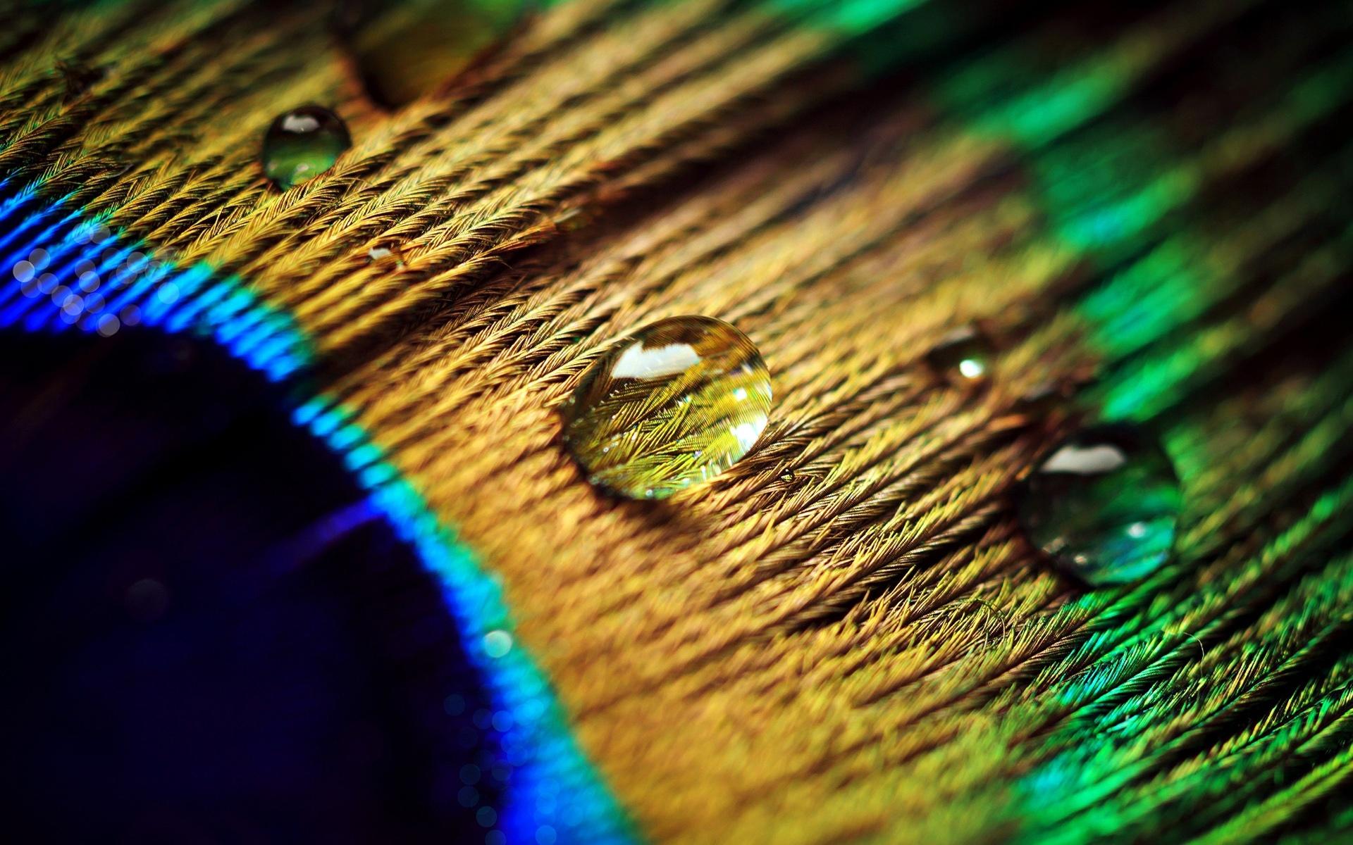 1920x1200 Feather
