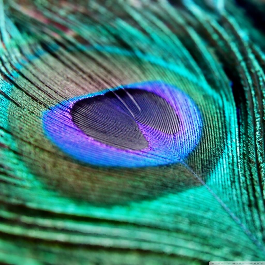 1024x1024 Peacock Feather Ultra HD Desktop Background Wallpaper for 4K UHD TV : Widescreen & UltraWide Desktop & Laptop : Tablet