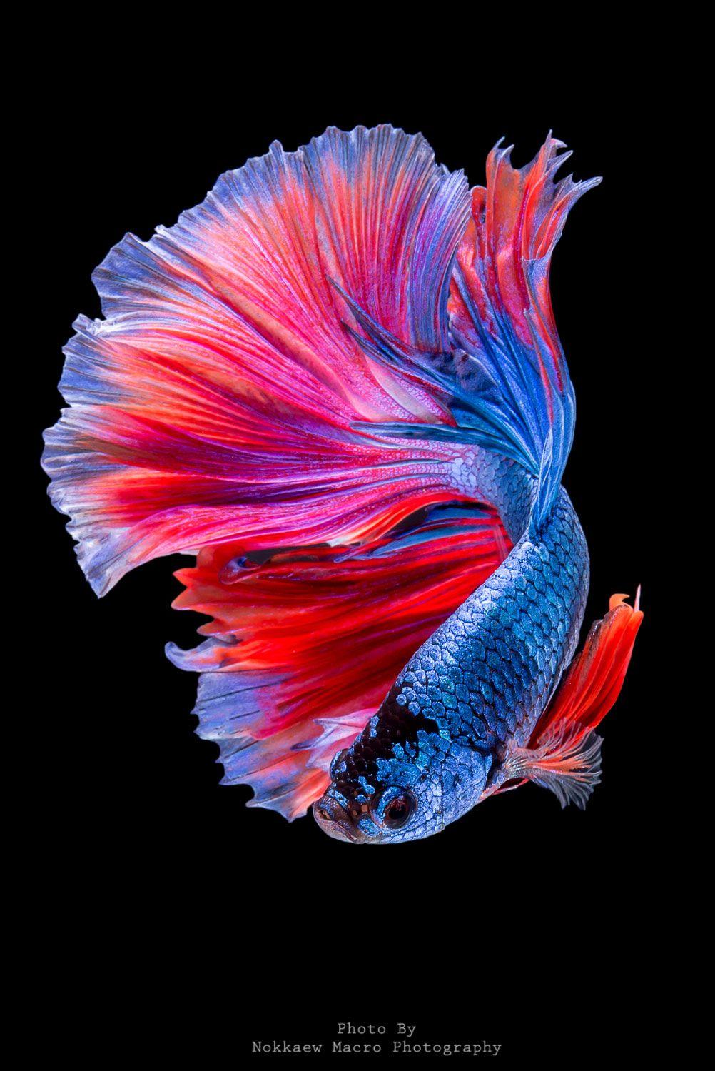 1002x1500 Betta Fish iPhone Wallpaper ideas. betta fish, betta, siamese fighting fish