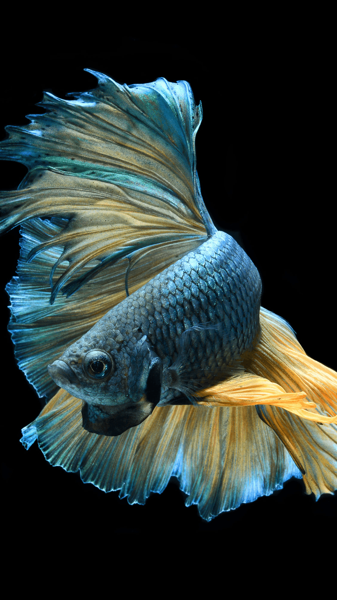 1080x1920 Siamese Fighting Fish Wallpaper
