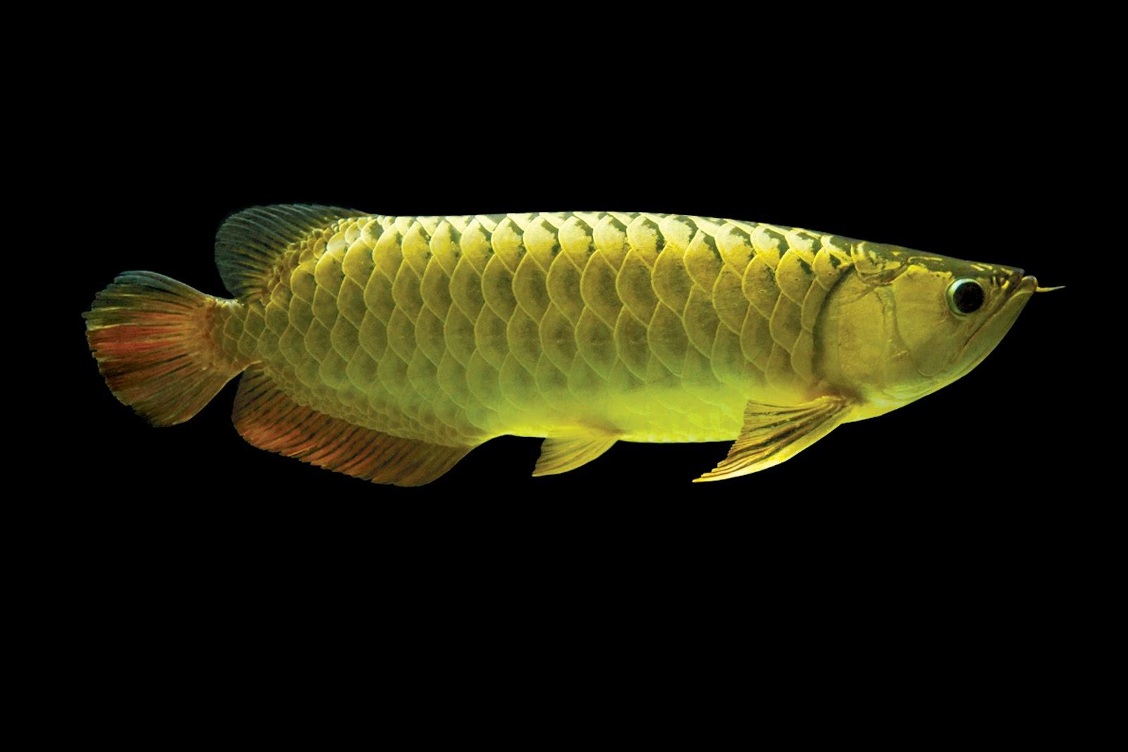 1600x1067 Asian Arowana Desktop Wallpaper 18336