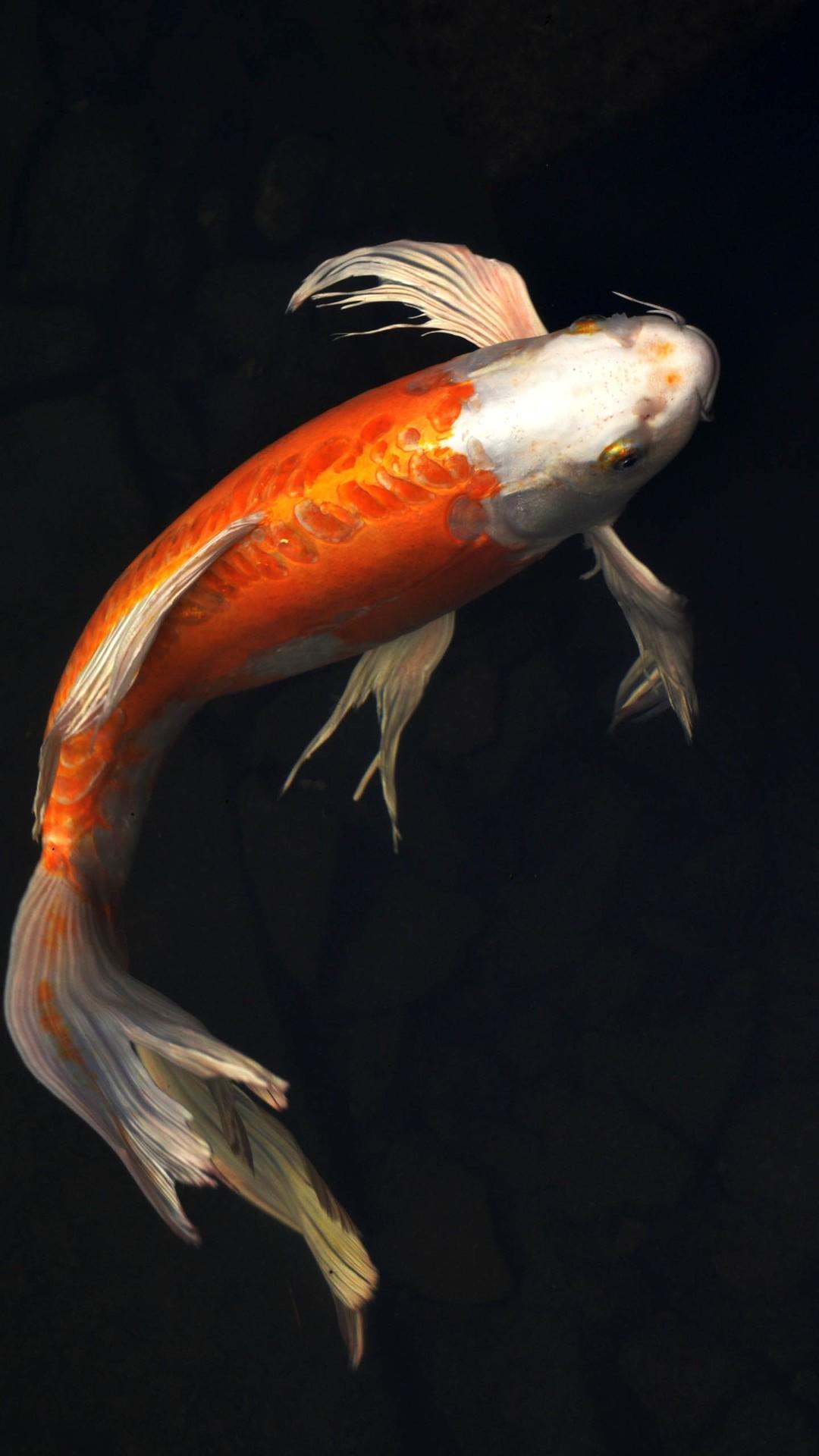1080x1920 IPhone 7 Fish Wallpaper Free Download