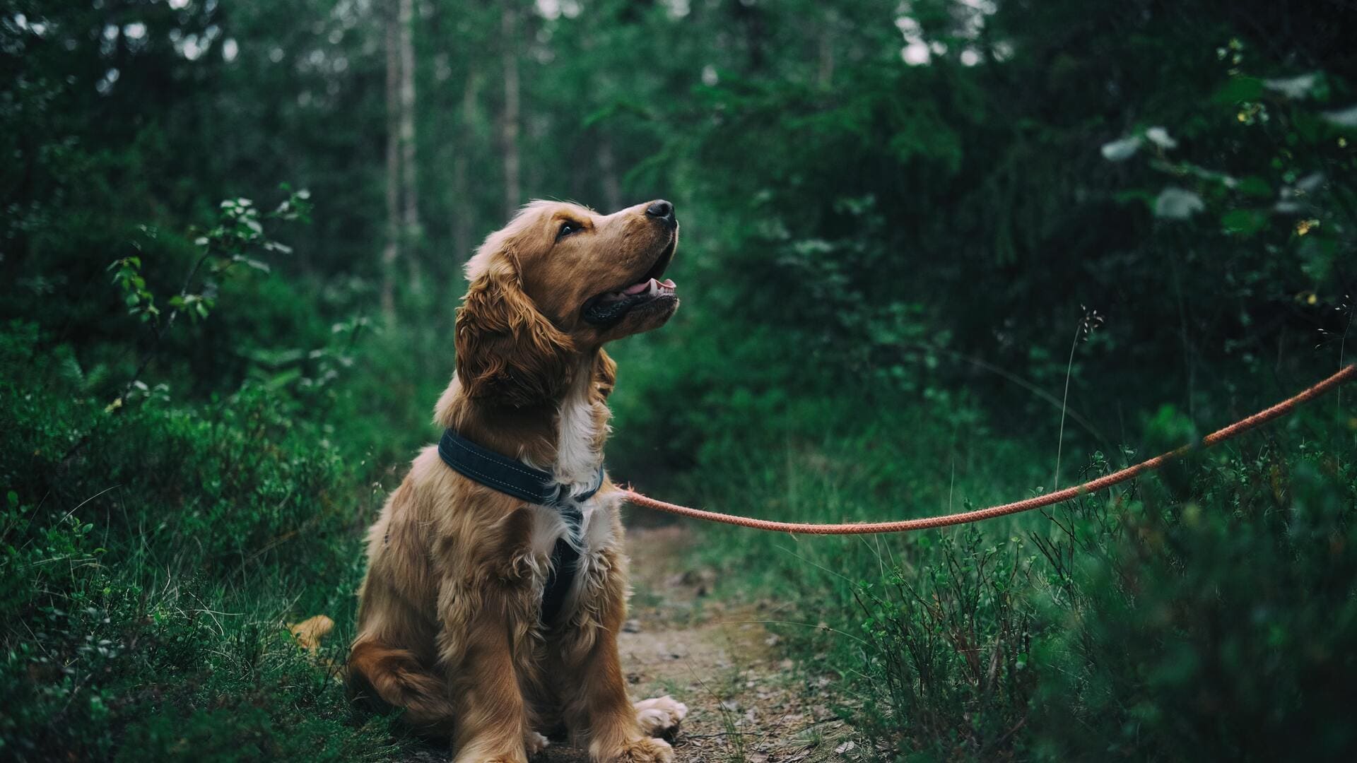 1920x1080 Dog Wallpaper Dogs Background Download