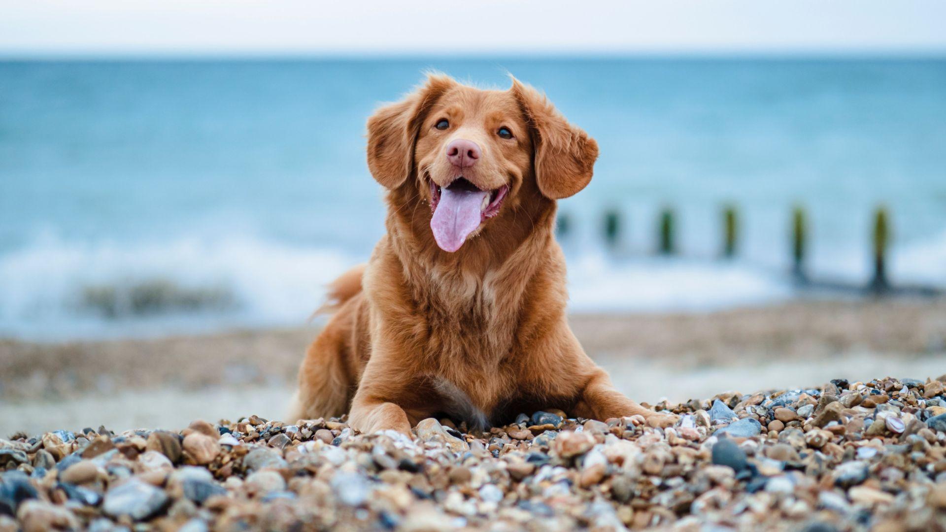 1920x1080 Dog Wallpaper : Top Free Dog Background, Picture & Image Download