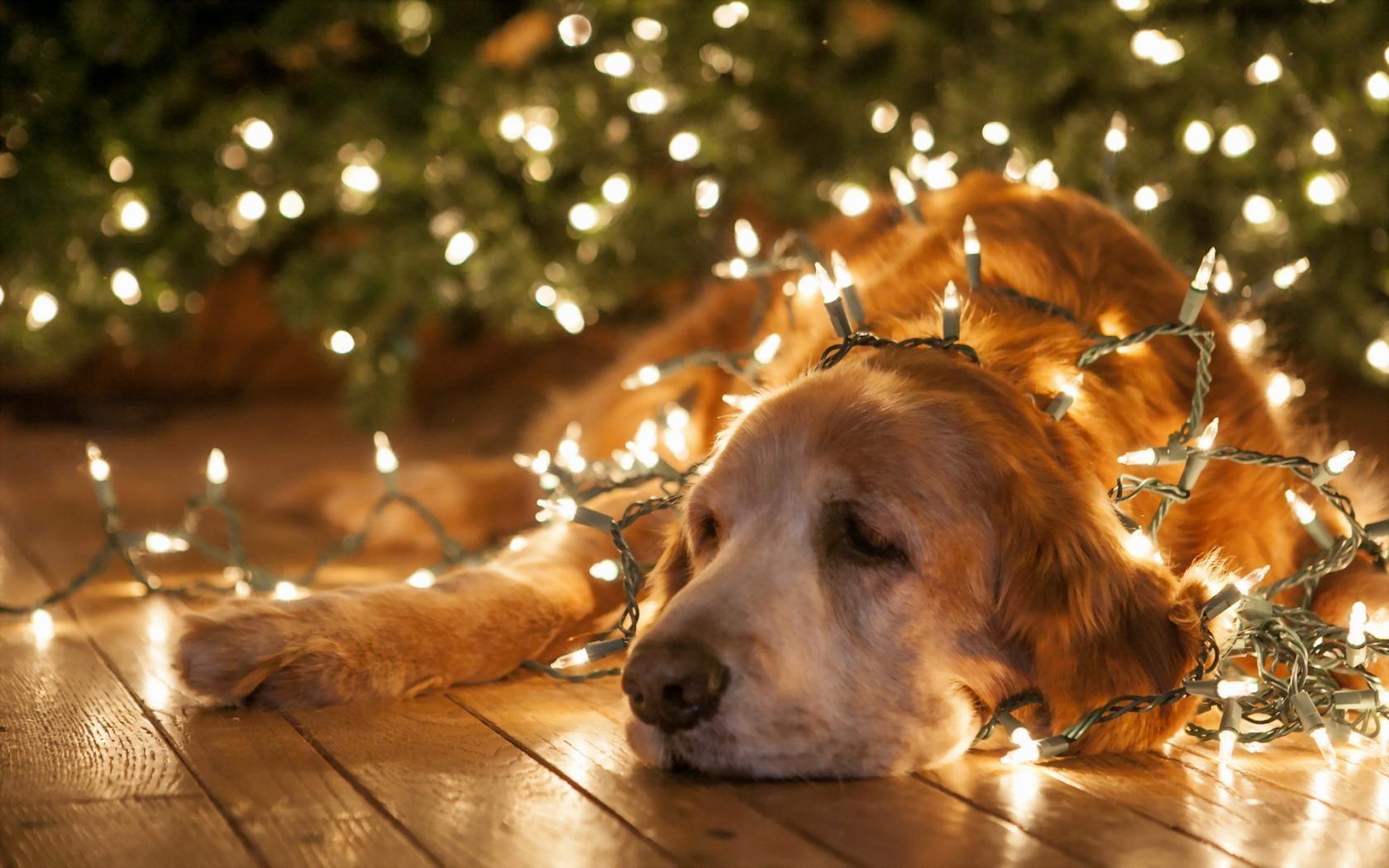 1680x1050 Christmas Dog Computer Wallpaper Picture
