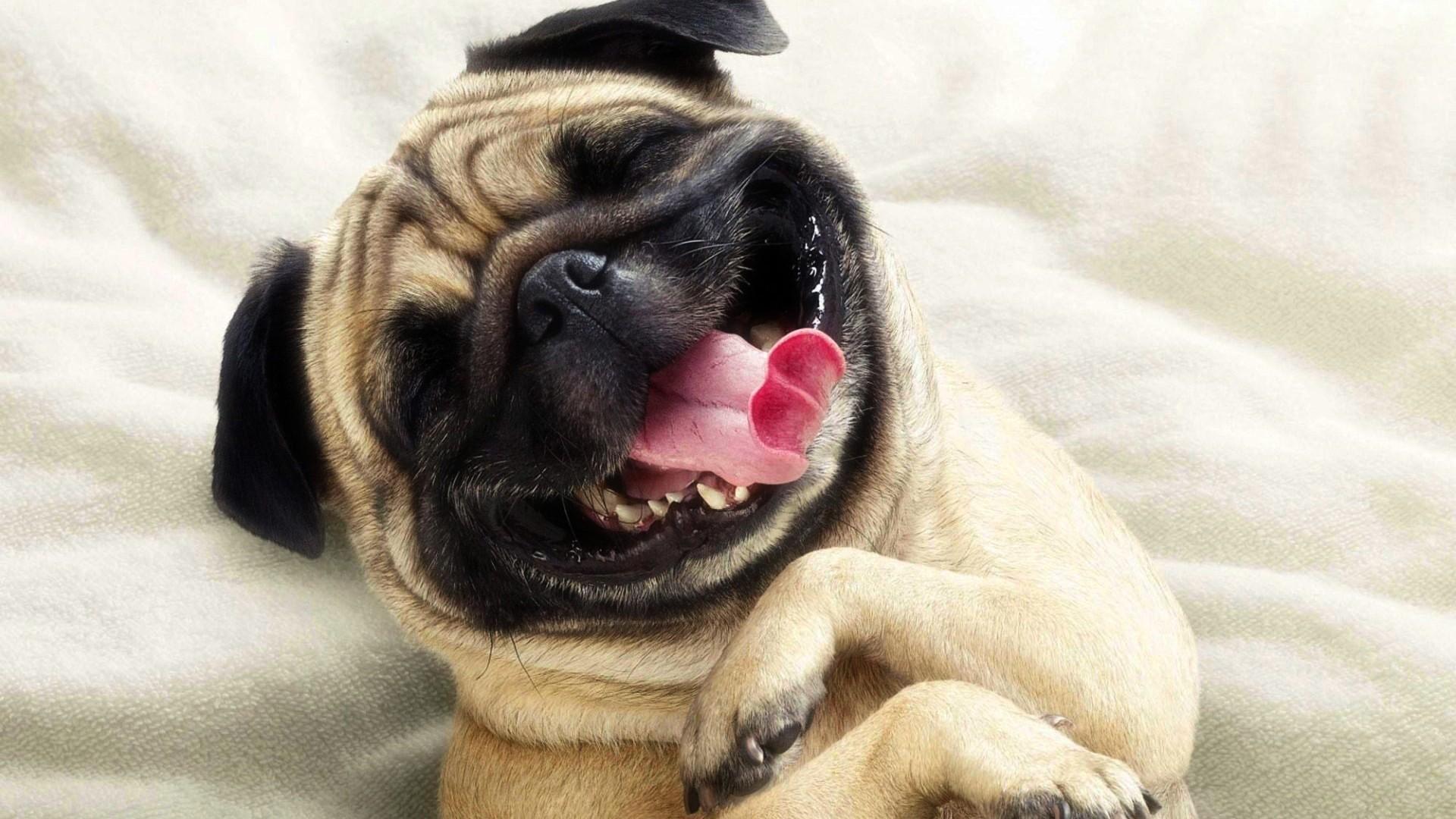 1920x1080 Dog Wallpaper For Laptop