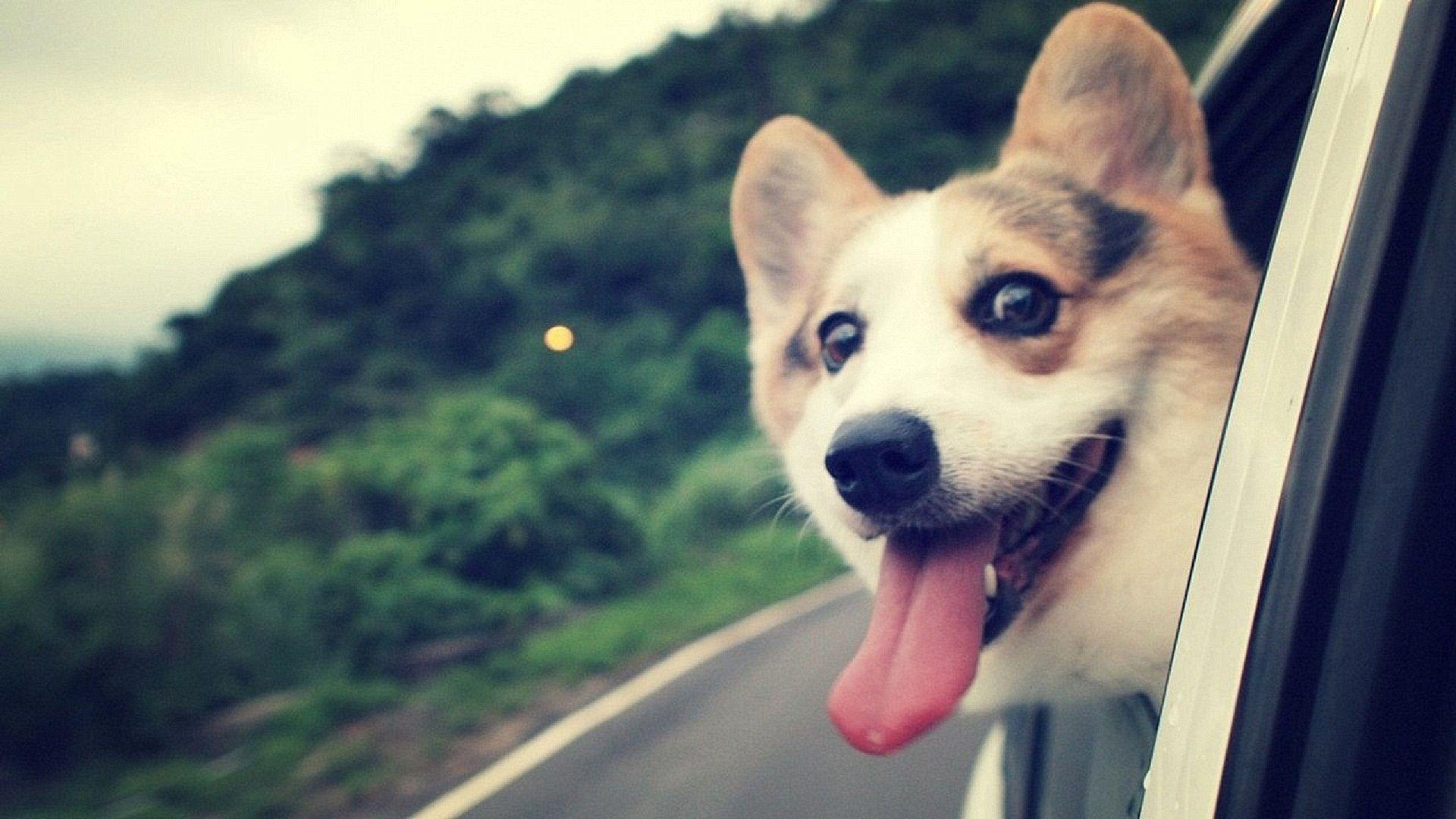 1920x1080 Cool Dogs Wallpaper