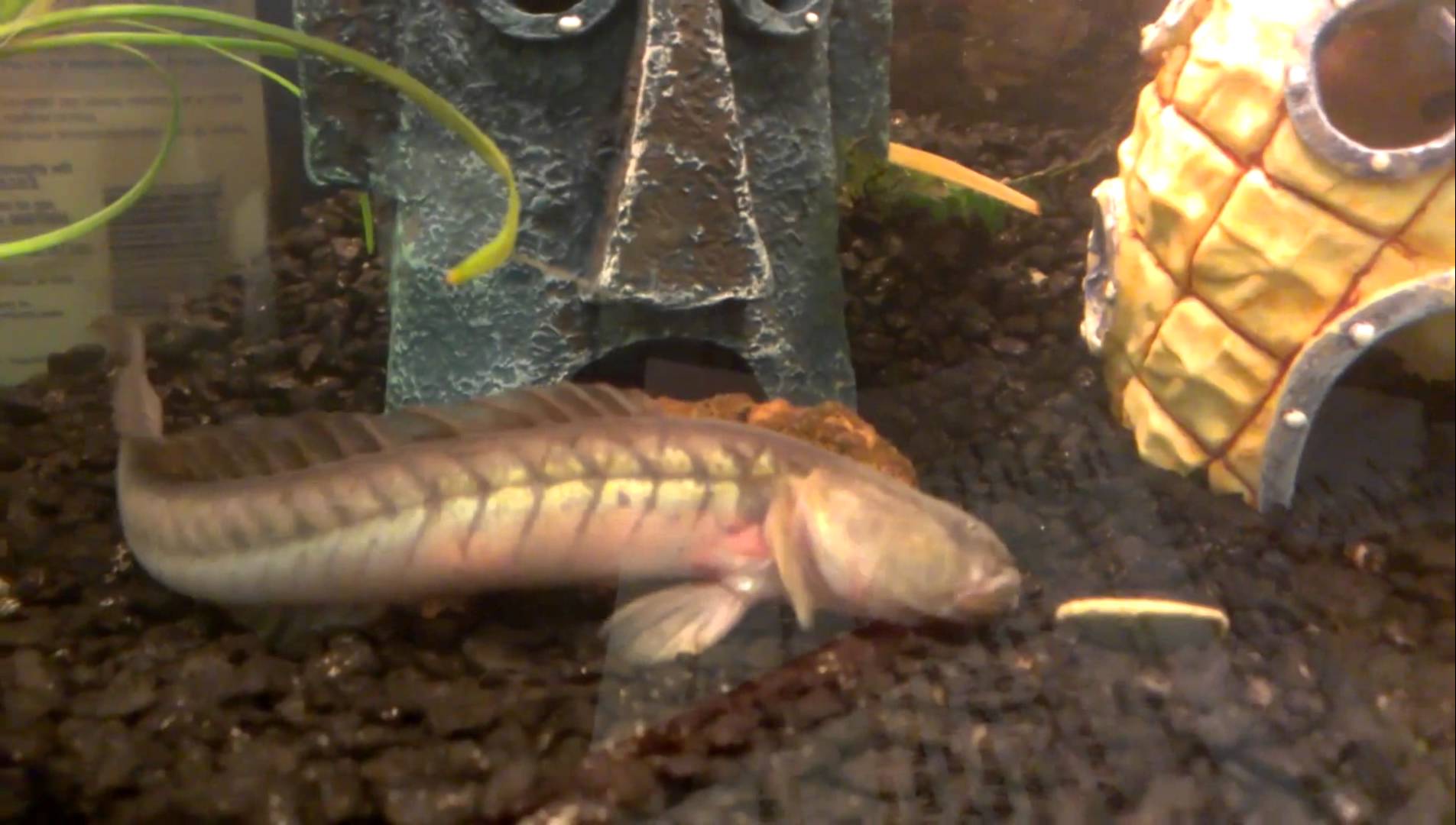 1905x1080 Free photo: Dragon Fish, Dragon, Fish