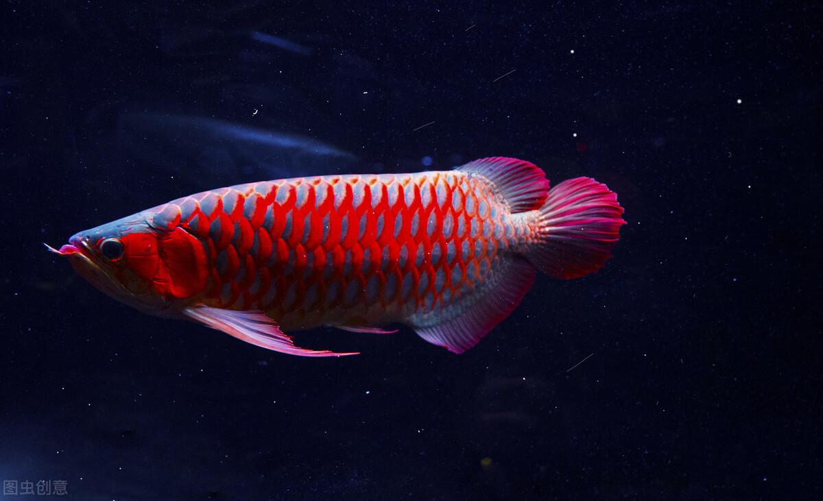 1200x731 What Should Be Paid Attention To When Raising Dragon Fish? Feeding Fish, The Simplest But The Most Error Prone