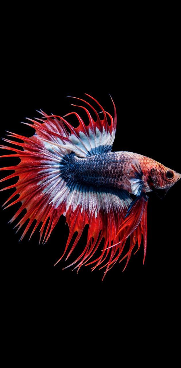 630x1280 Red Fish wallpaper