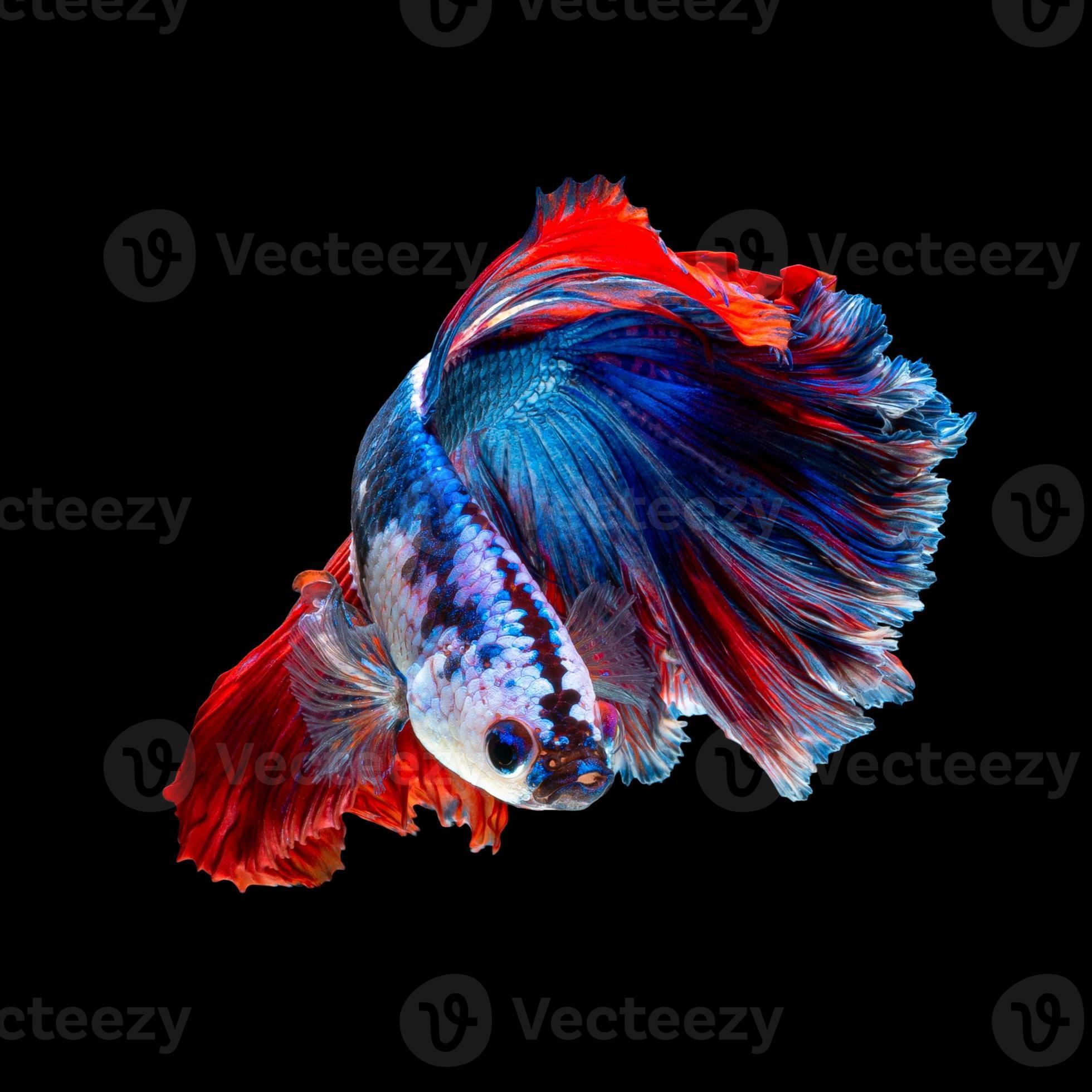 1960x1960 Close up art movement of Betta fish or Siamese fighting fish isolated on black background