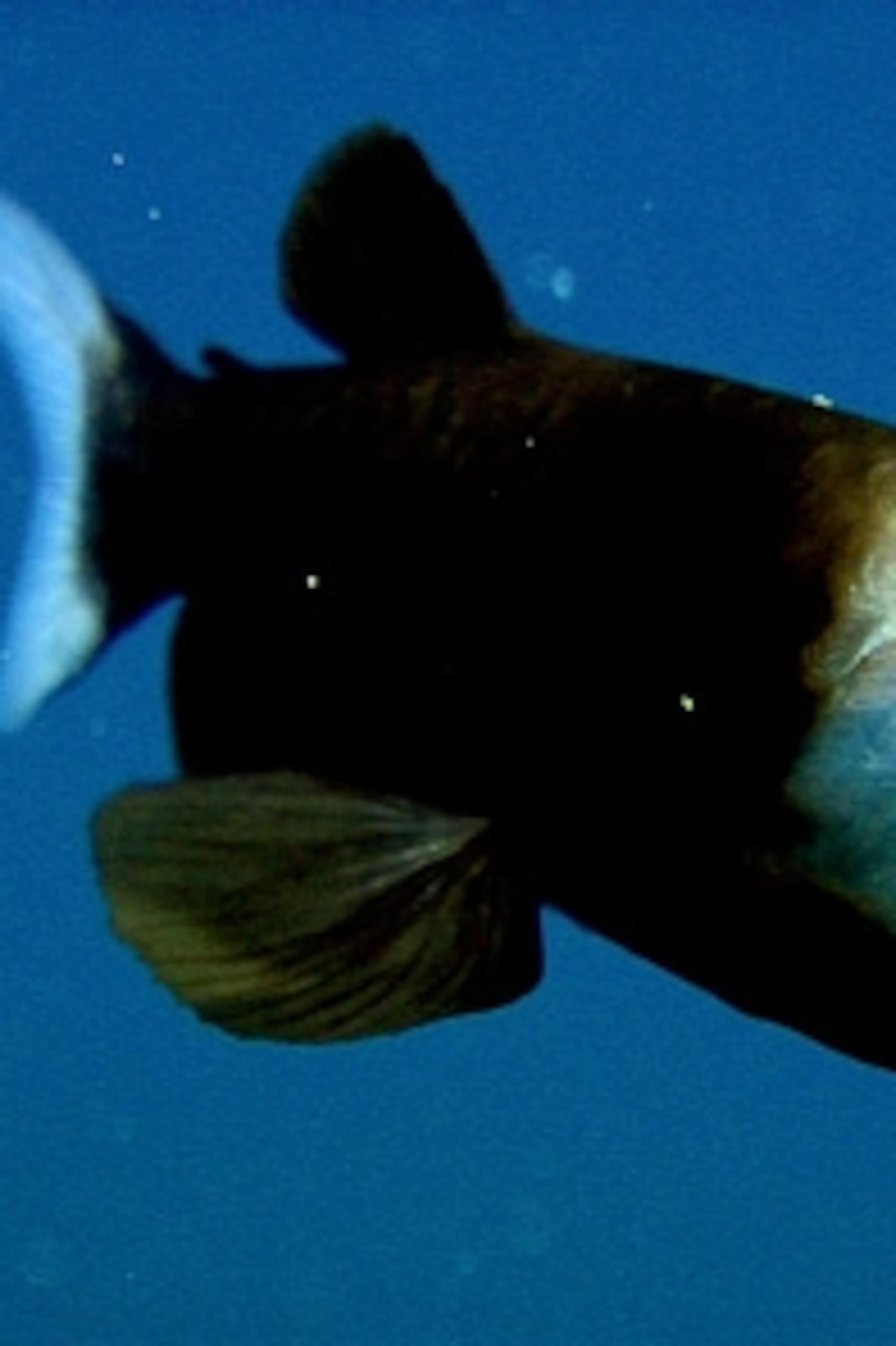 2045x3072 First Photo: Weird Fish With Transparent Head