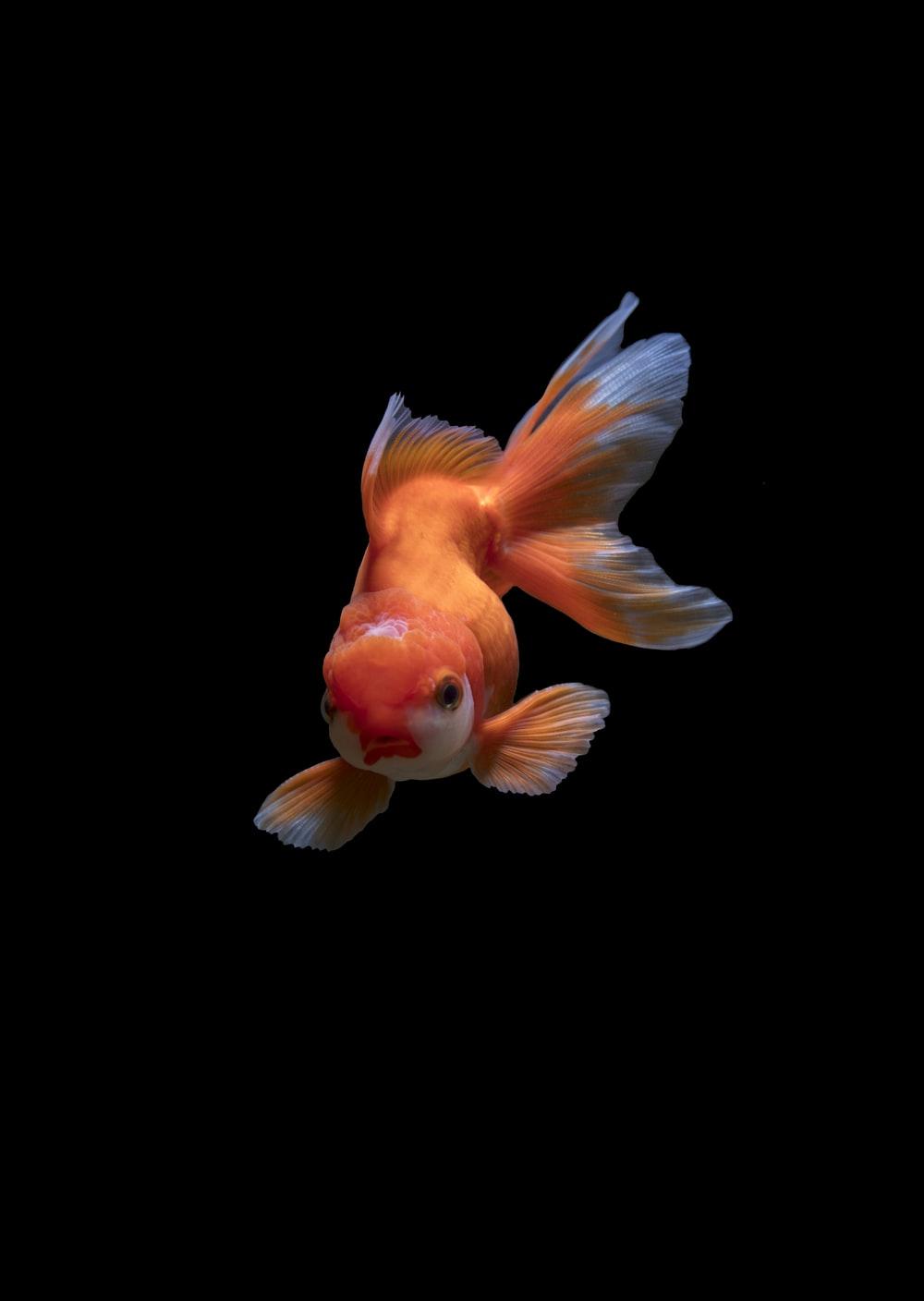 1000x1408 Betta Fish Picture. Download Free Image
