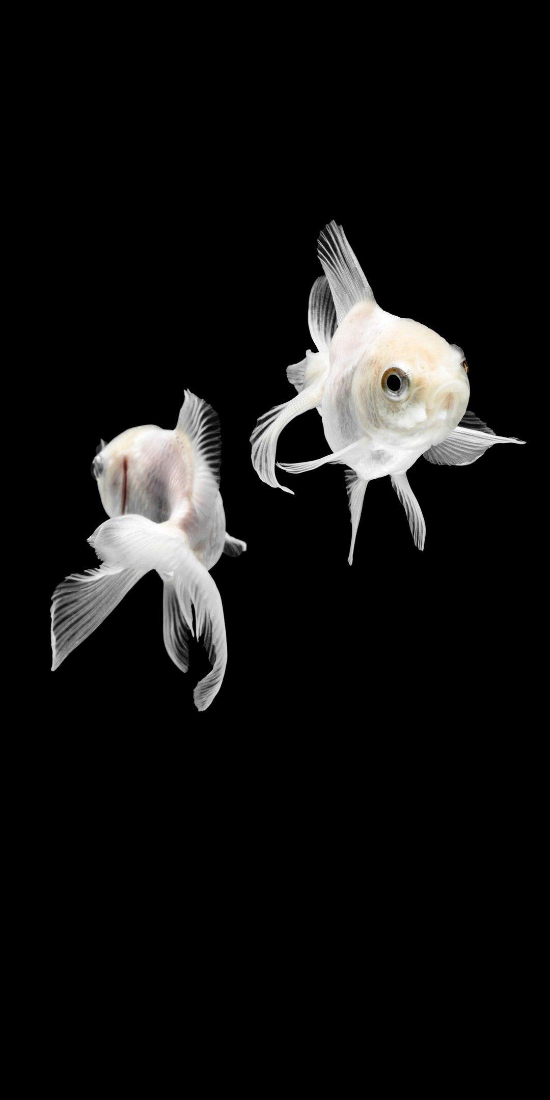 1080x2160 Goldfish wallpaper ideas. beautiful fish, fish wallpaper, colorful fish