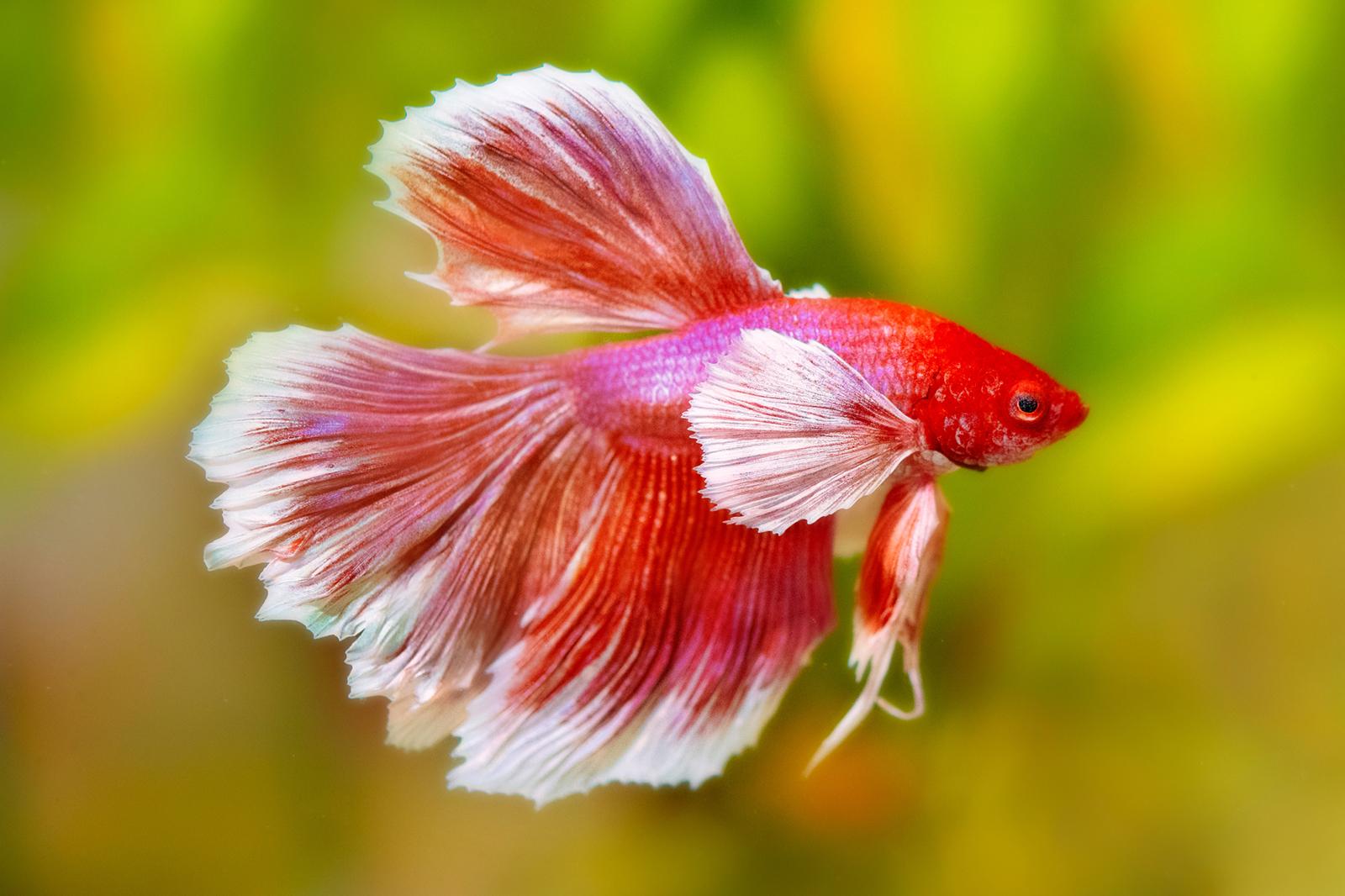 1600x1066 Betta Fish Names for Any Color, Type & Personality