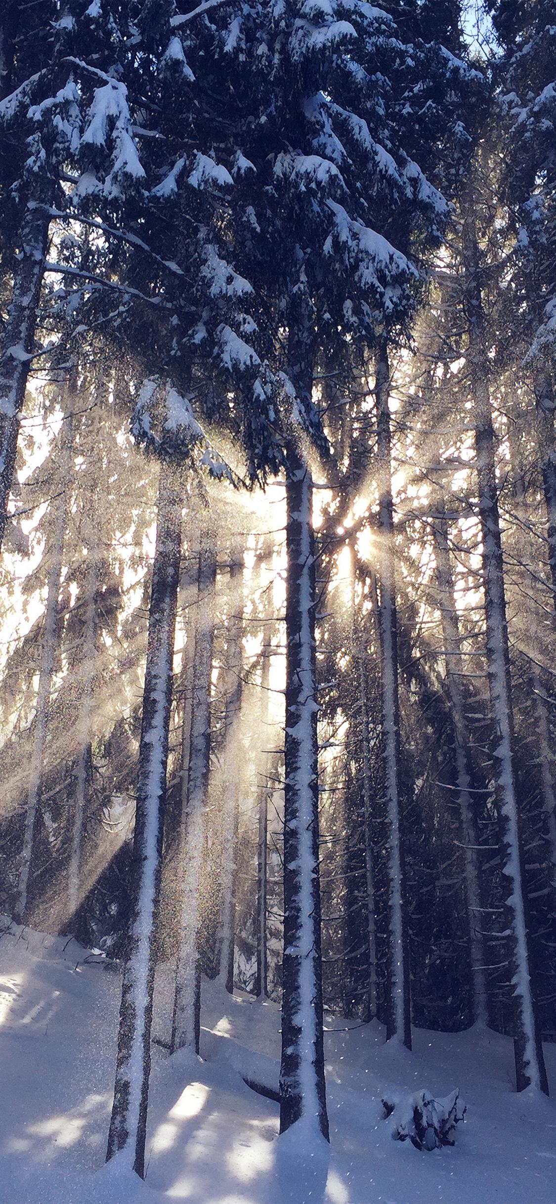 1125x2436 iPhone X wallpaper. wood snow winter light sun nature blue