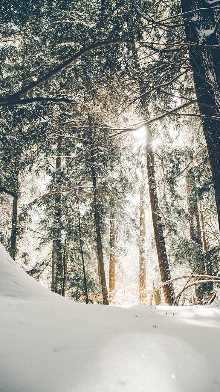 736x1308 Wonderful Winter World iPhone X Wallpaper