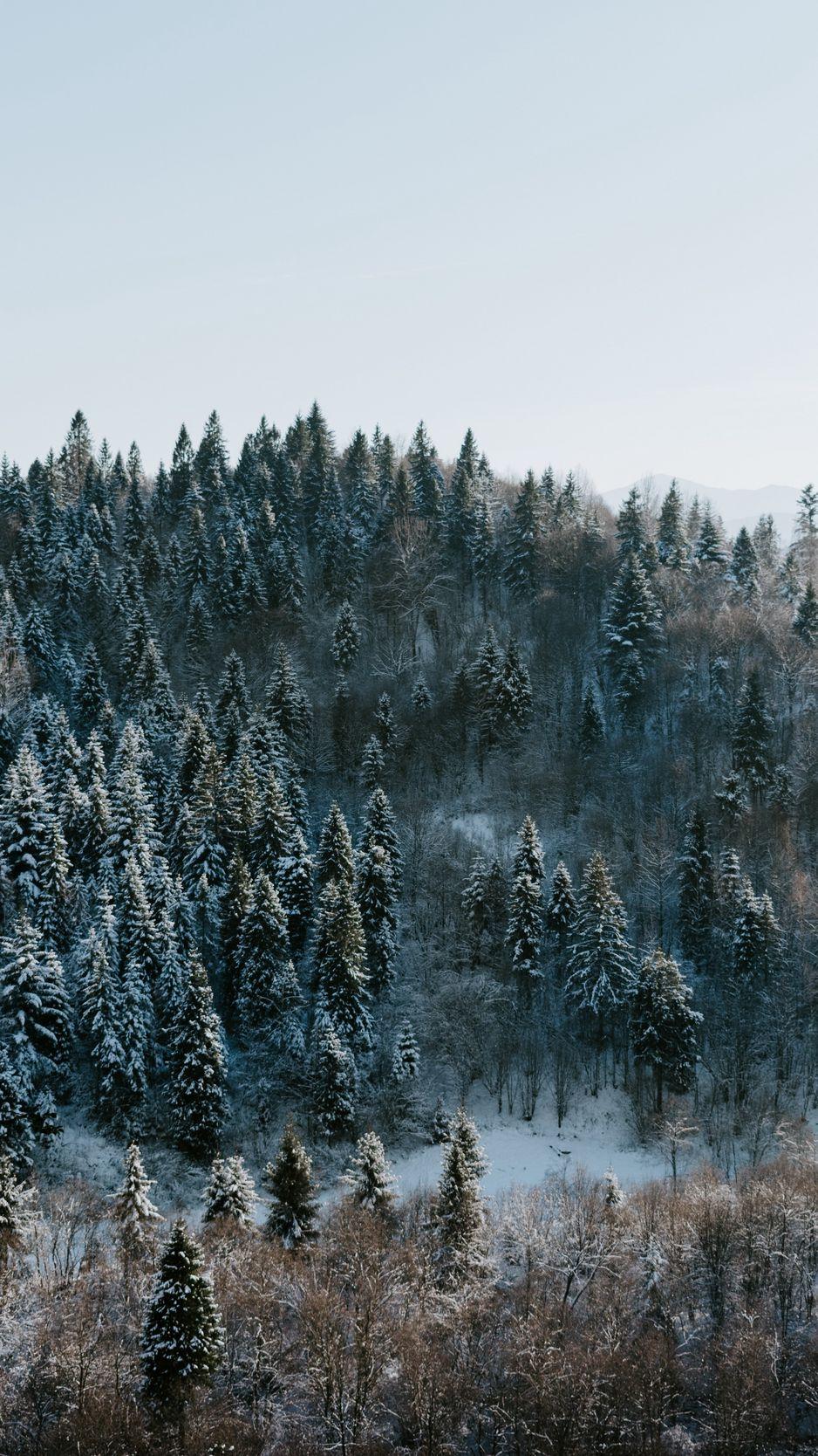 938x1668 Download Wallpaper 938x1668 Trees, Winter, Forest, Aerial View, Snowy Iphone 8 7 6s 6 For Parallax HD Background