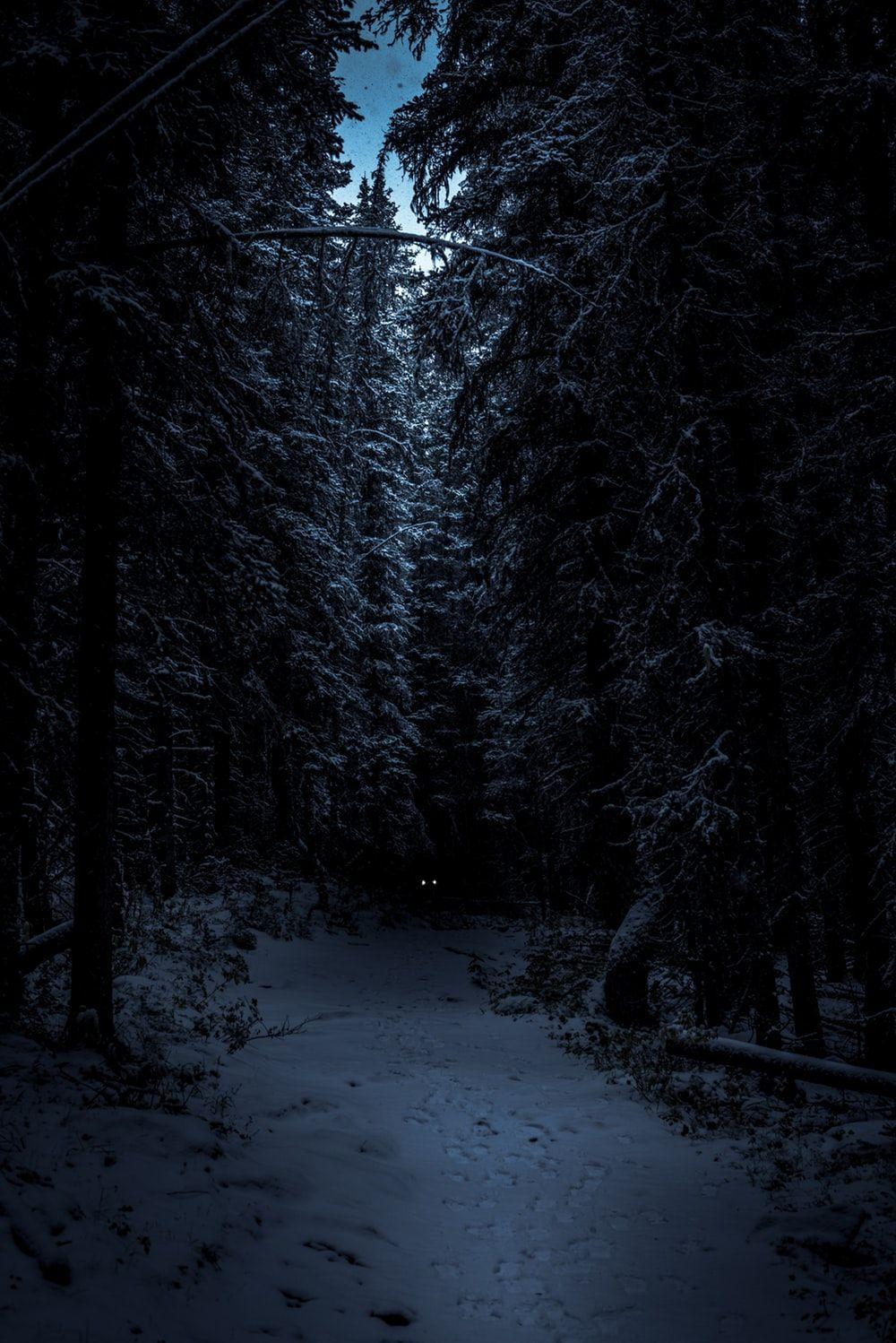 1000x1498 Beautiful Dark Forest Wallpaper, HD Beautiful Dark Forest Background