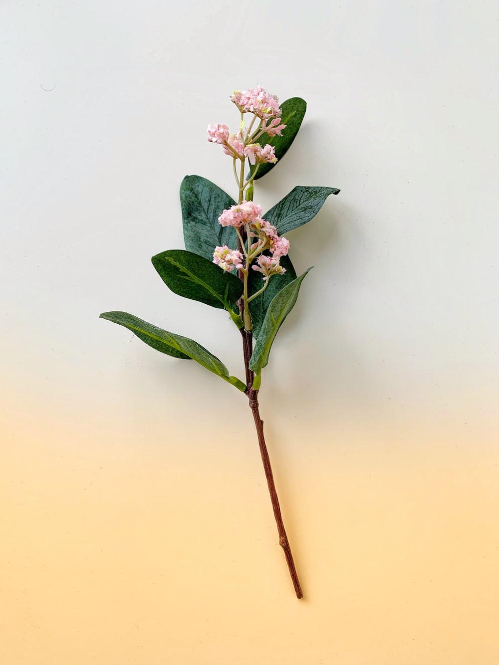 1000x1333 Flower iPhone Picture. Download Free Image