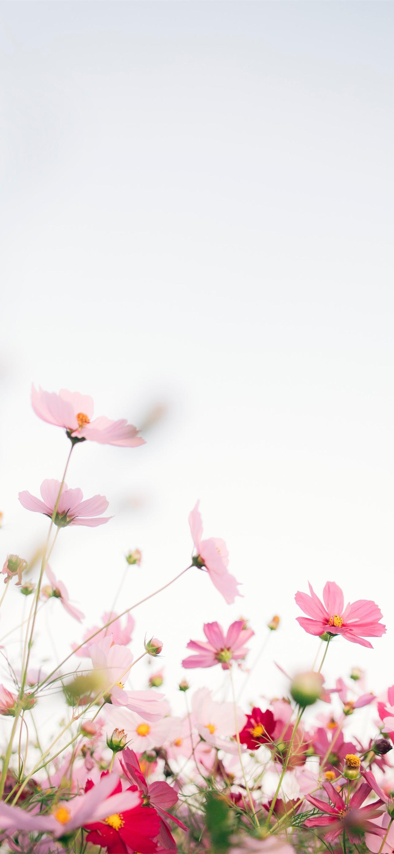 1284x2778 Best Flowers iPhone HD Wallpaper