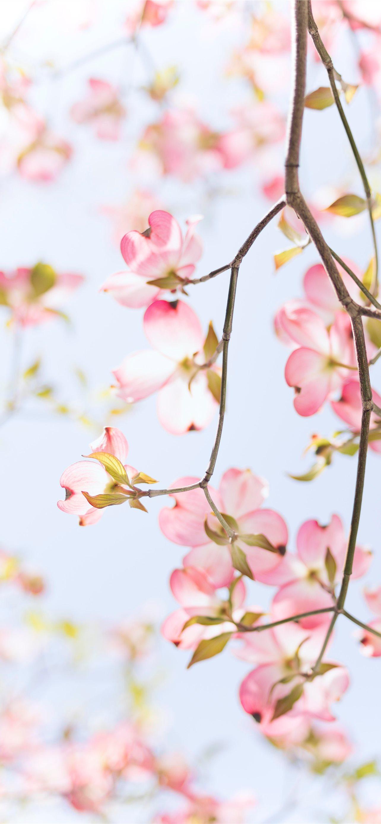 1284x2778 Best Floral iPhone HD Wallpaper