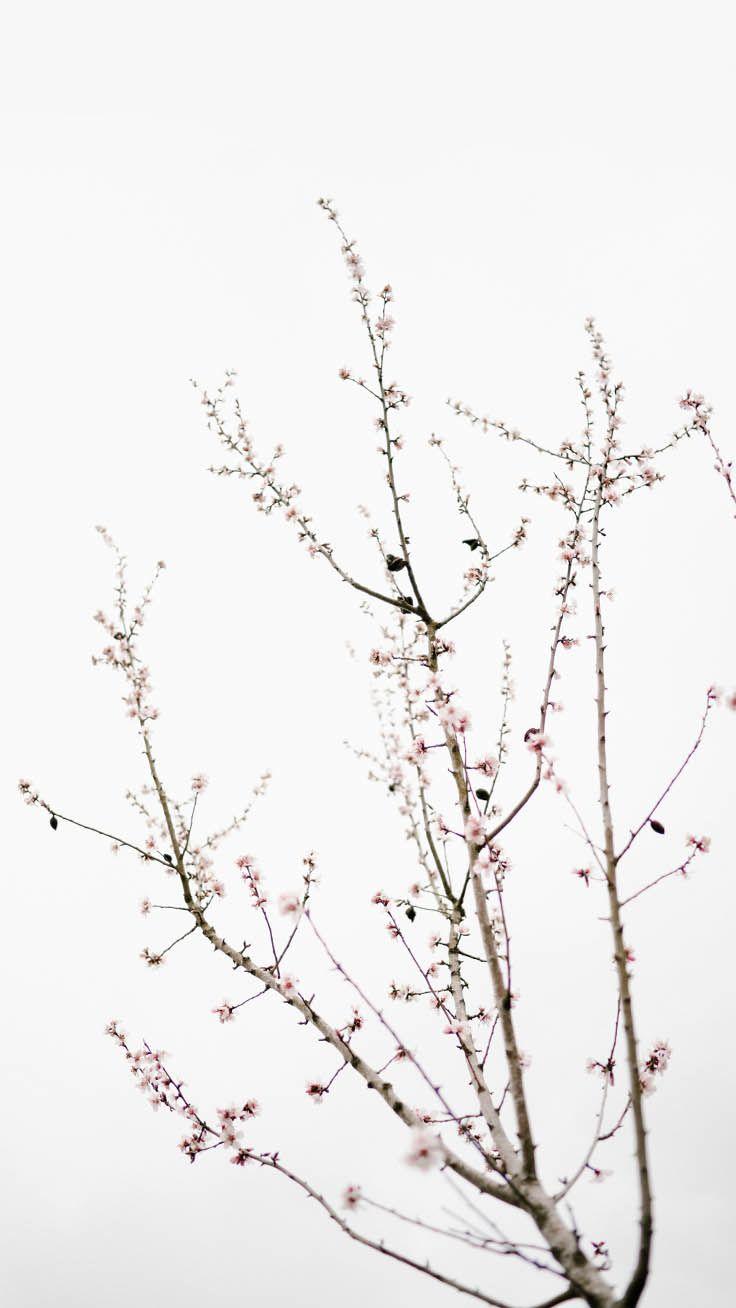 736x1308 White Flower iPhone Wallpaper