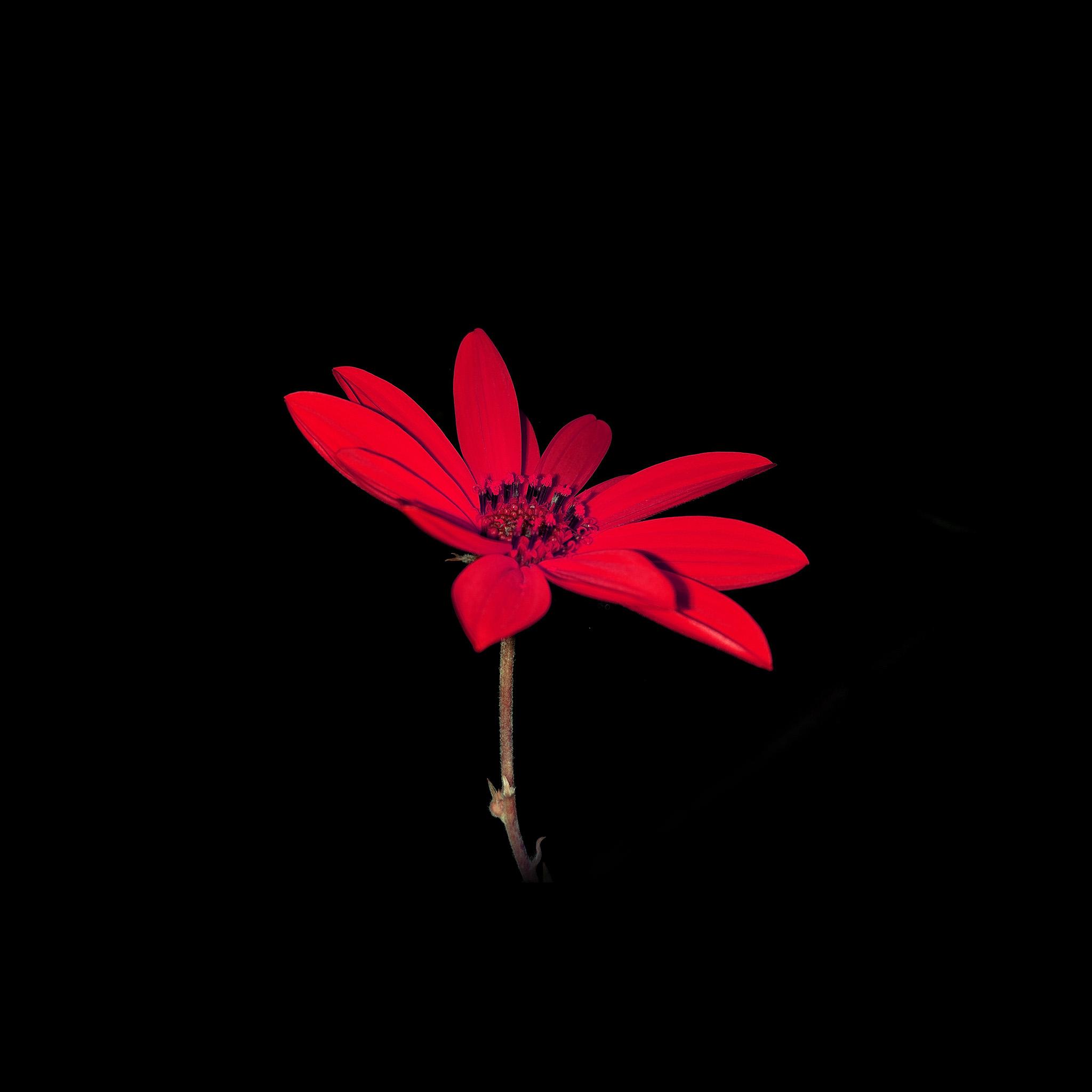 2048x2048 iPad Retina Flower Wallpaper iPhone Wallpaper & Background Download