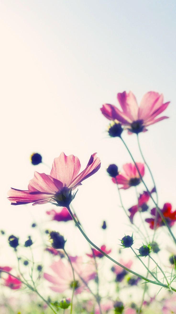 736x1308 Real Floral iPhone Wallpaper