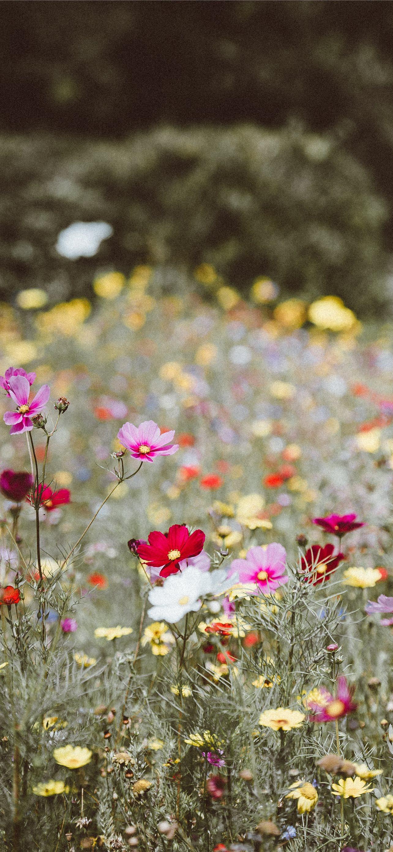 Simple Floral iPhone Wallpapers Top Free Simple Floral iPhone