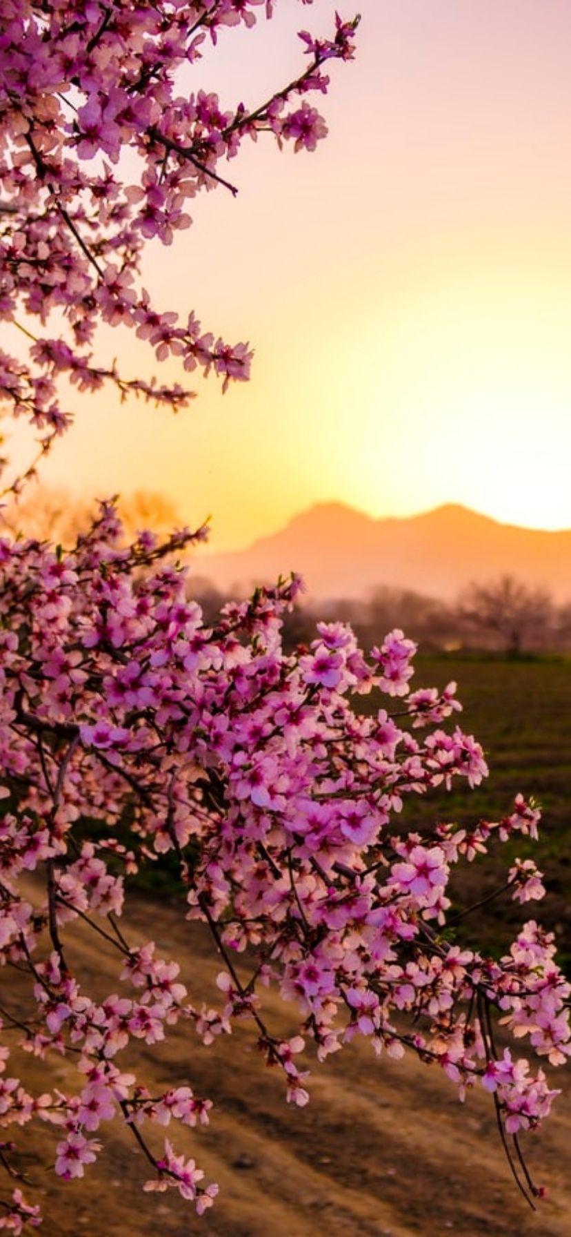 828x1792 Best Flower Wallpaper for iPhone [Free Download]