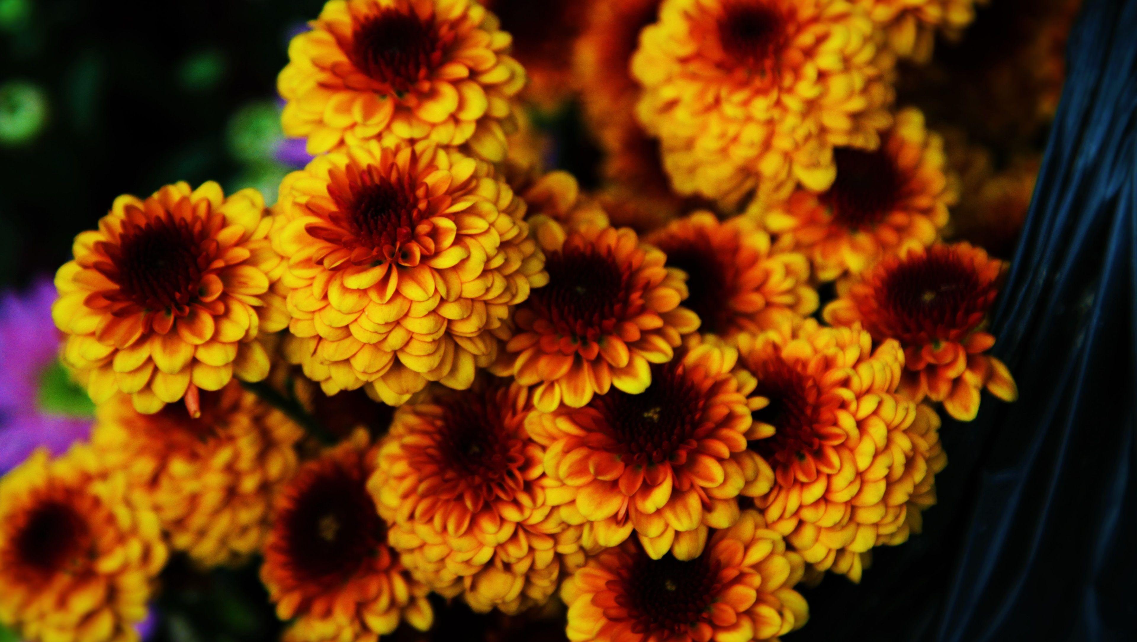 Yellow Flower Desktop Wallpapers Top Free Yellow Flower Desktop
