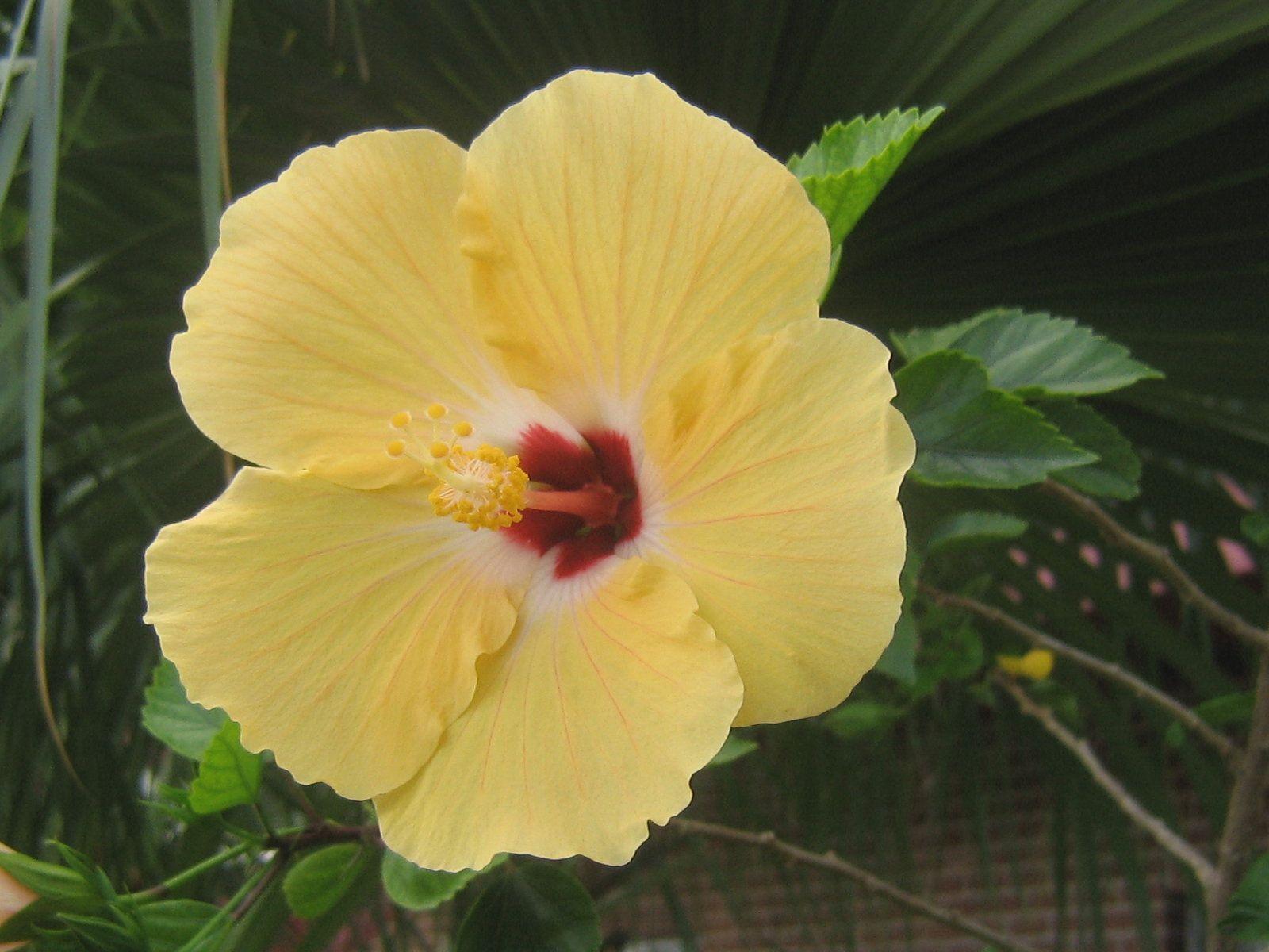 1600x1200 Hibiscus Flower