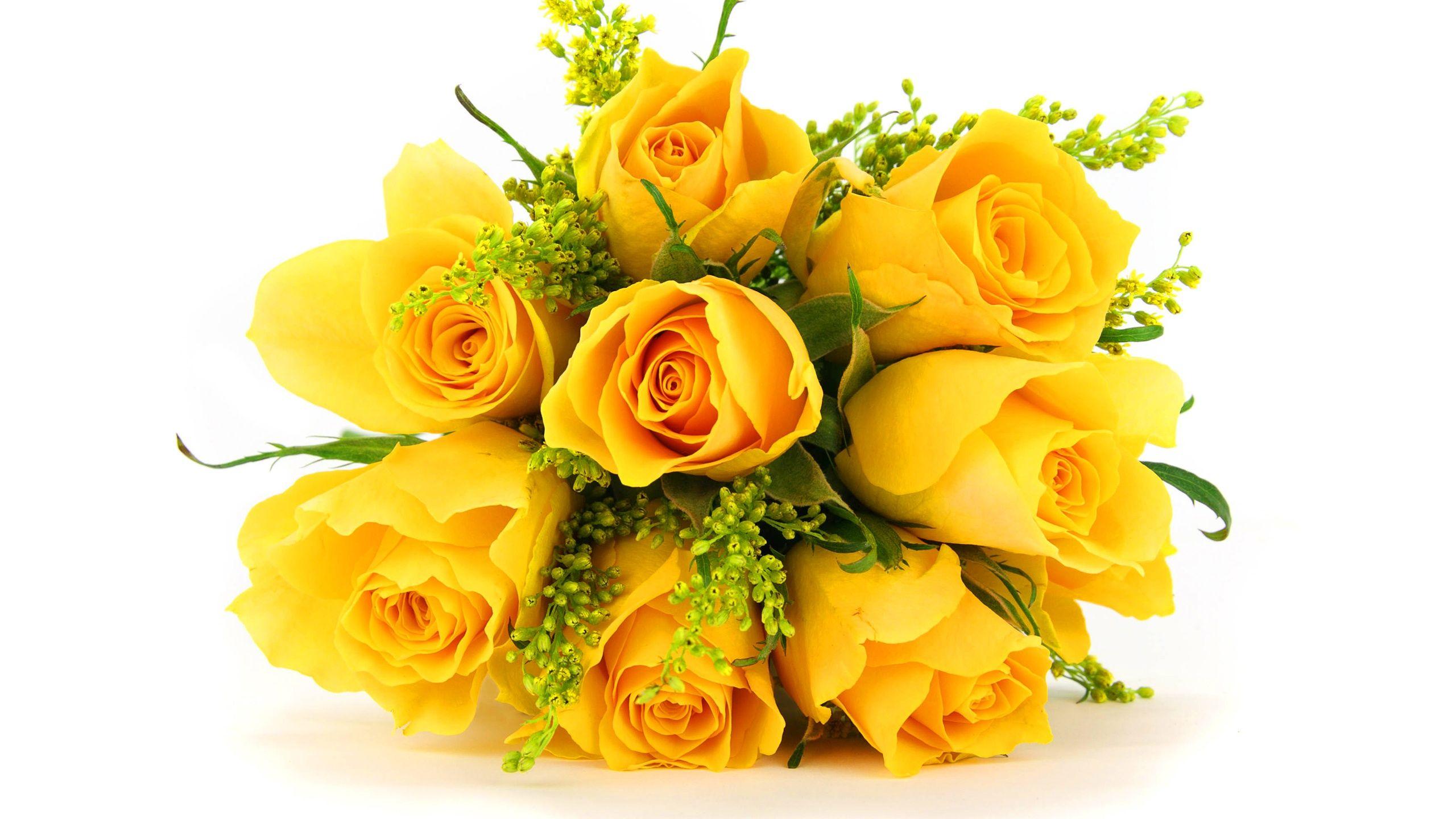 2560x1440 hd yellow flower wallpaper 1080p yellow rose background download