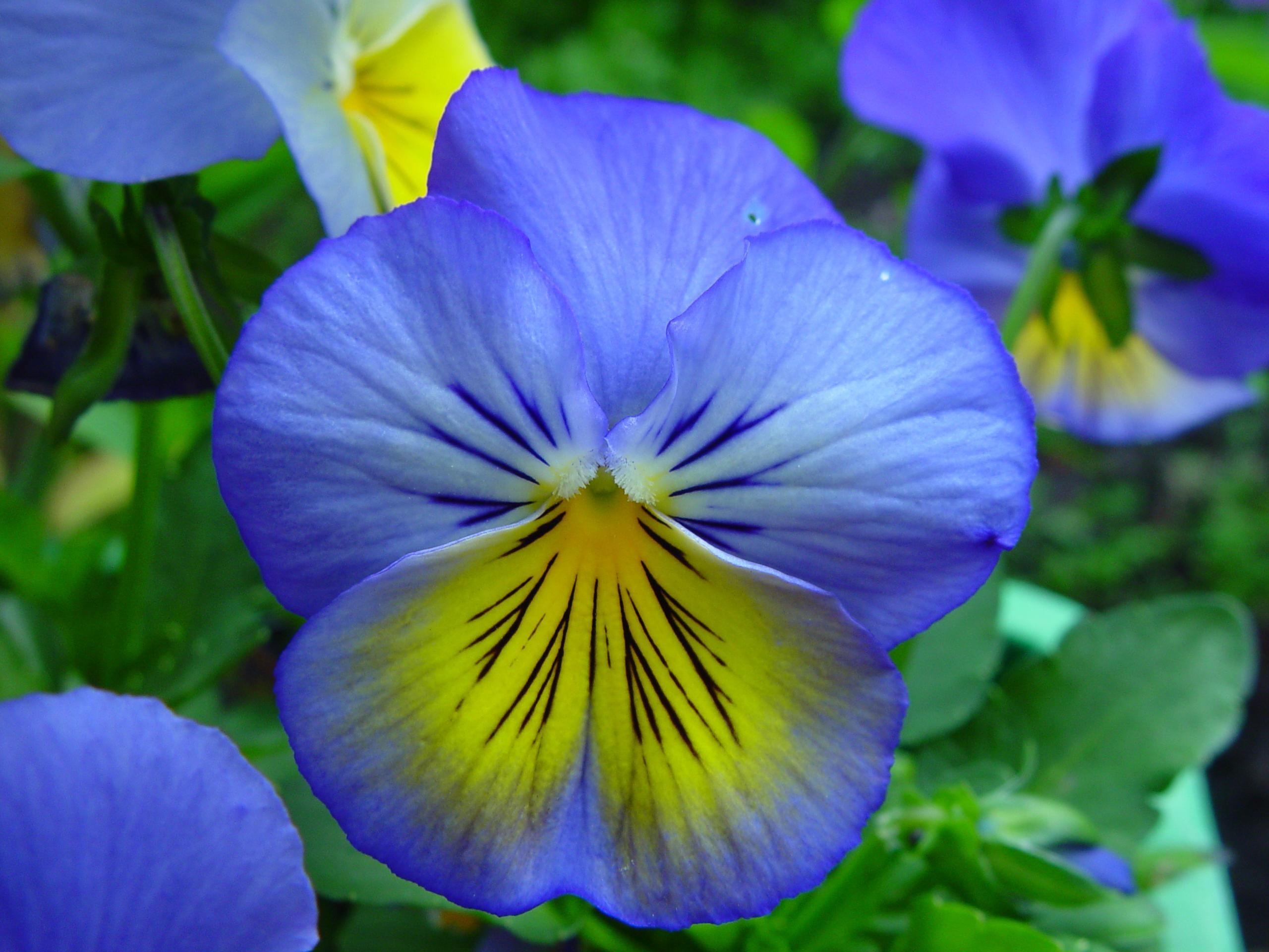 2560x1920 Blue Yellow Flower HD Desktop Wallpaper, Instagram photo, Background