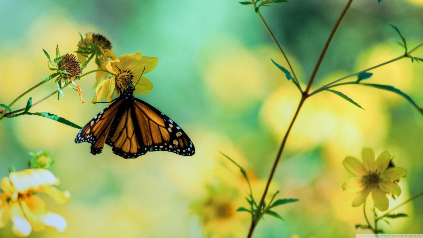 1366x768 Monarch Butterfly On A Yellow Flower HD desktop wallpaper : High