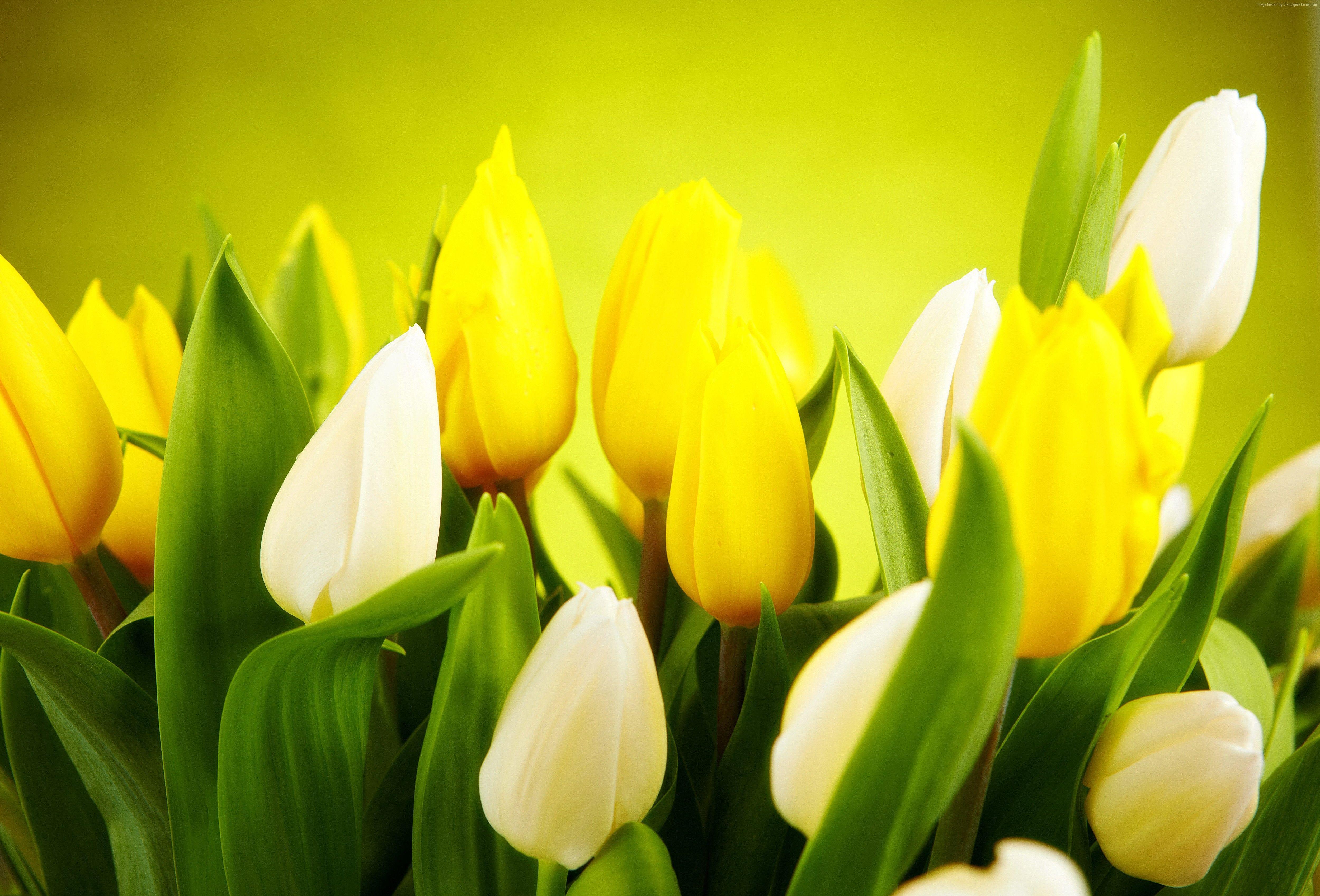 5000x3394 4K Yellow Flowers Wallpaper High Quality