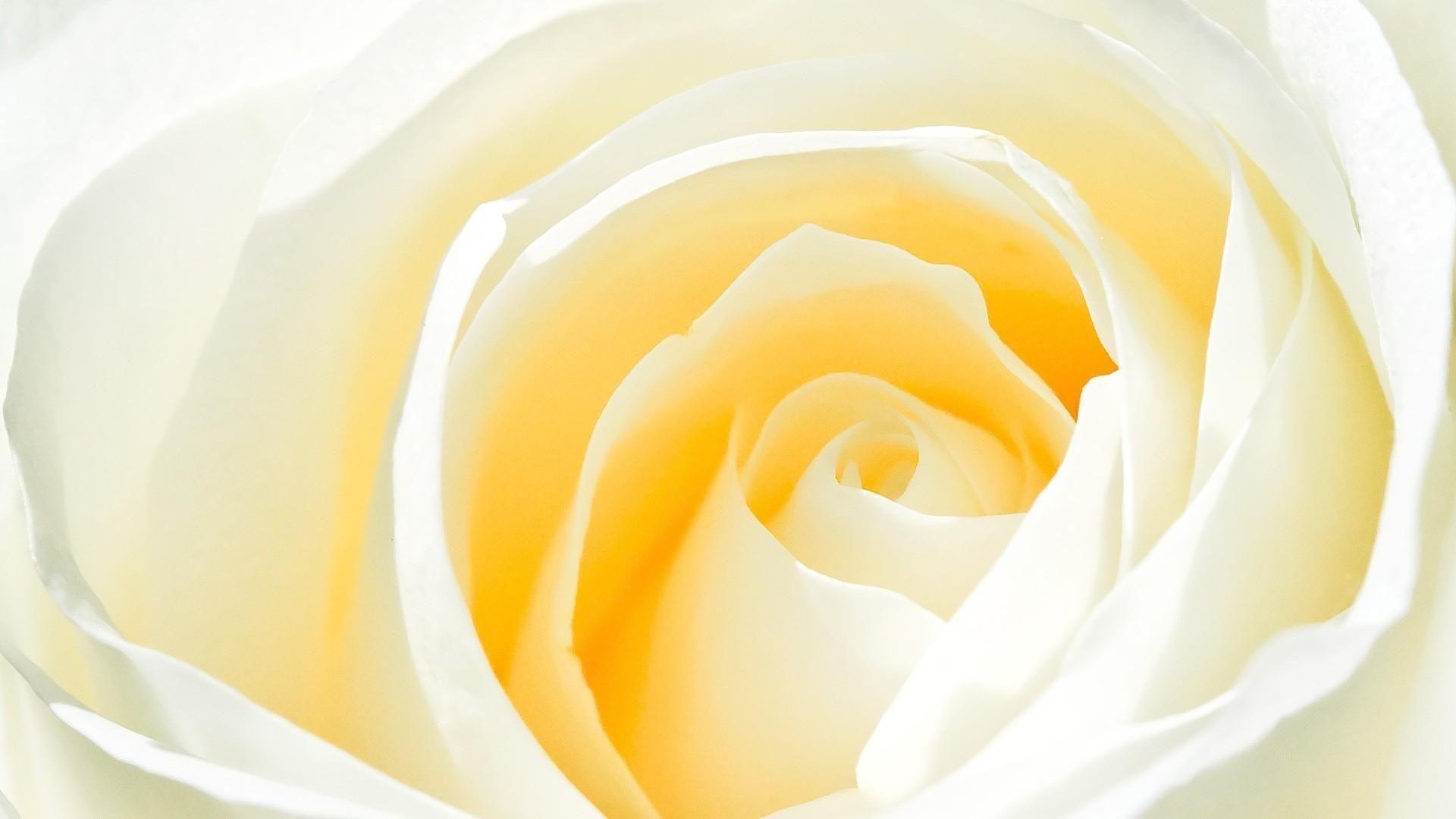 1920x1080 Wallpaper flower background