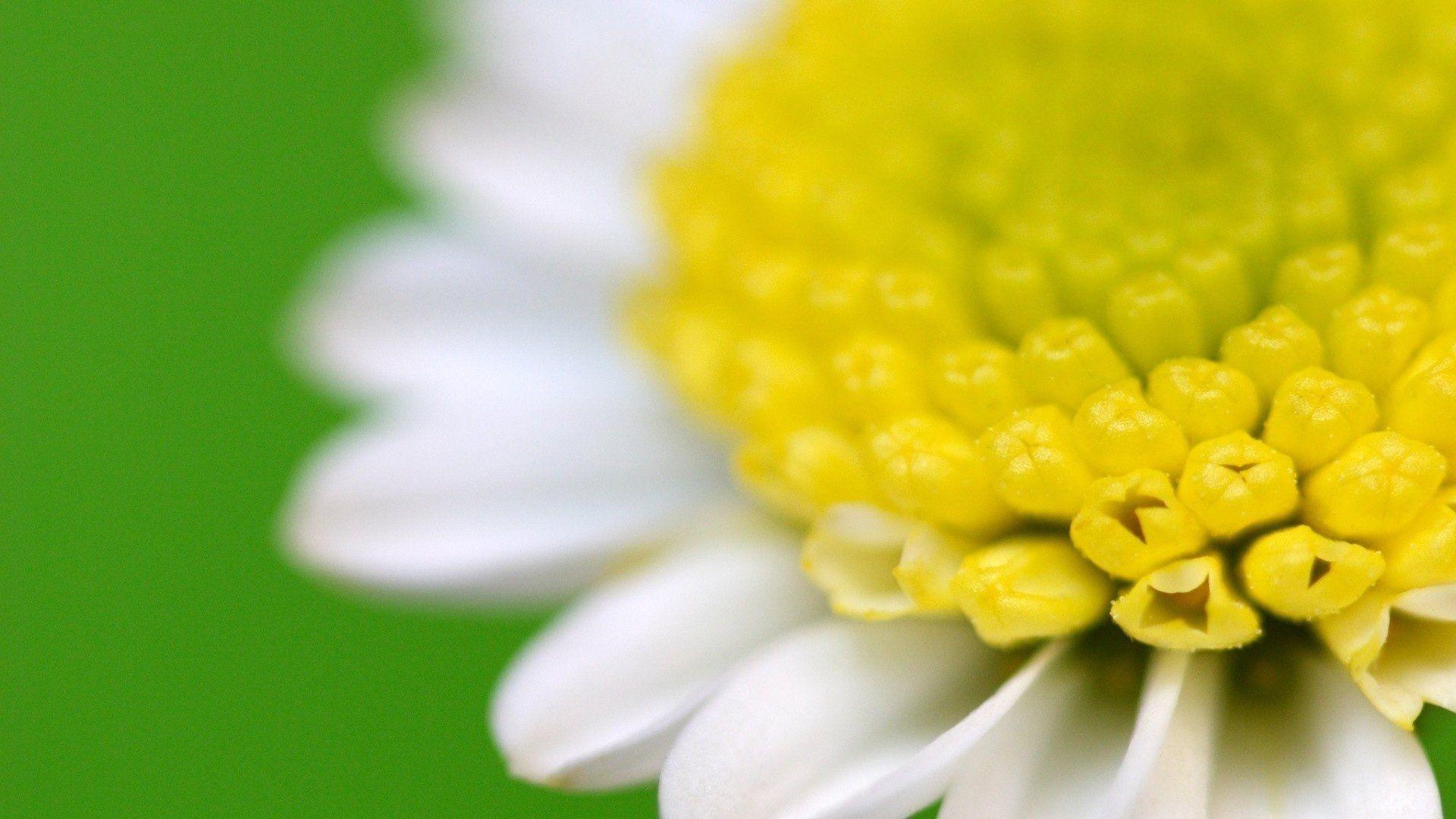 1920x1080 Yellow Flower Wallpaper HD Luxury HD Wide HD Wallpaper for Pc Full