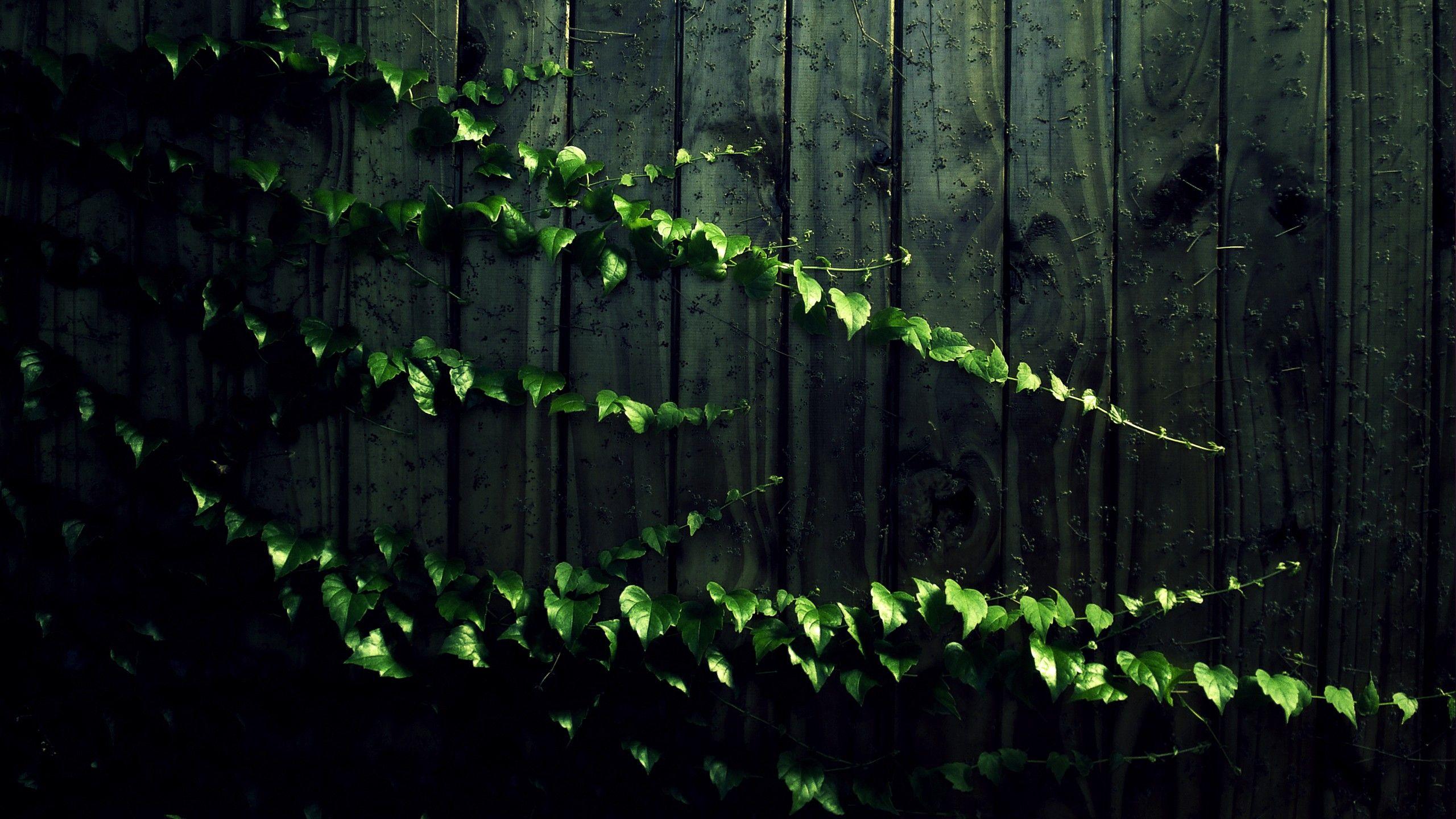 Green Vines Wallpapers - Top Free Green Vines Backgrounds - WallpaperAccess