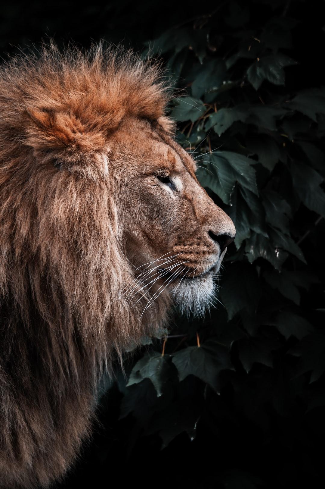 1080x1623 Lion Wallpaper: Free HD Download [HQ]