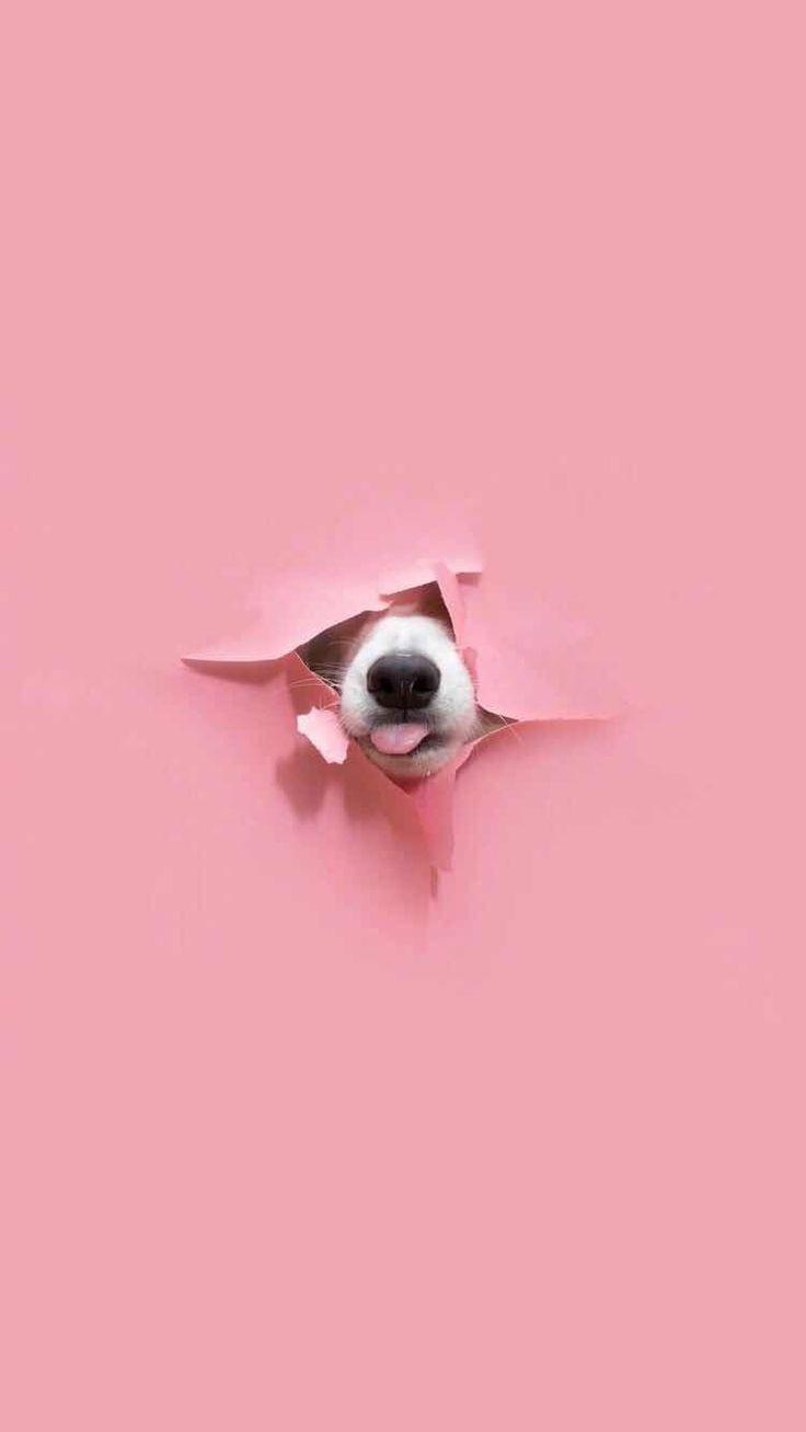 736x1308 iPhone and Android Wallpaper: Dog Nose Wallpaper for iPhone and Android. Dog wallpaper, Puppy dog picture, Cute dog wallpaper