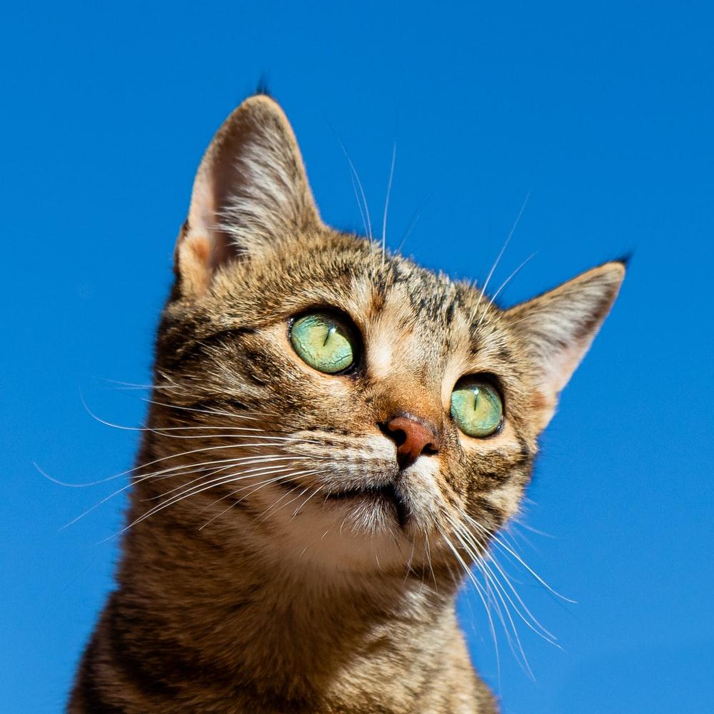 1000x1000 Cat Wallpaper: Free HD Download [HQ]