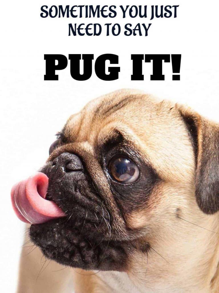 768x1024 Free download 20 dog wallpaper i phone and Android 20 HD Sized homescreen [1080x1920] for your Desktop, Mobile & Tablet. Explore Cute Dog Phone Wallpaper. Cute Dog Wallpaper, Cute