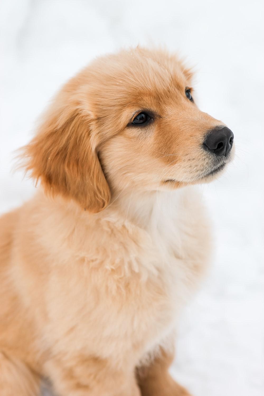 1000x1500 Golden Retriever Puppy Picture. Download Free Image